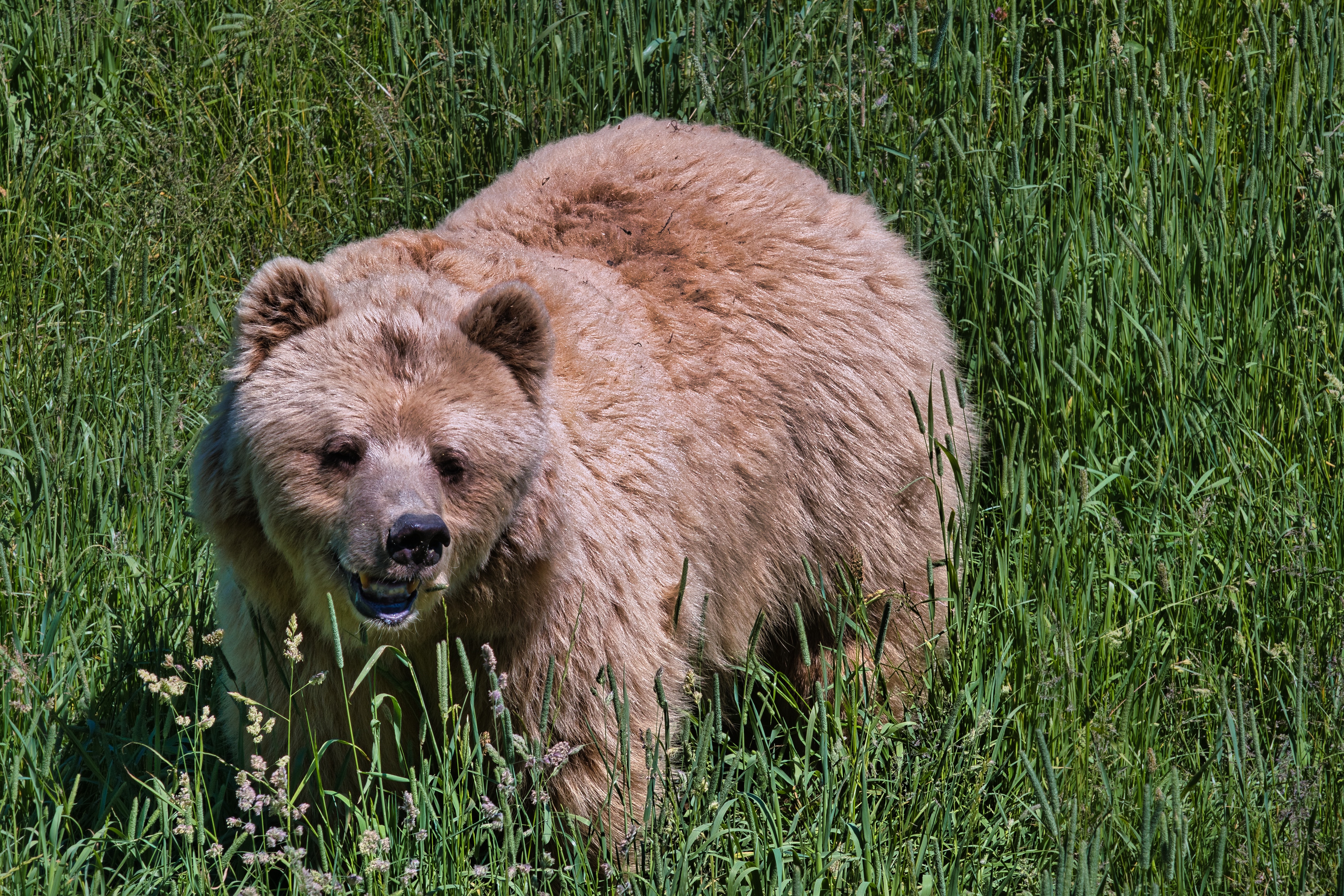 Brown Bear in Tall Grass HD Wallpaper