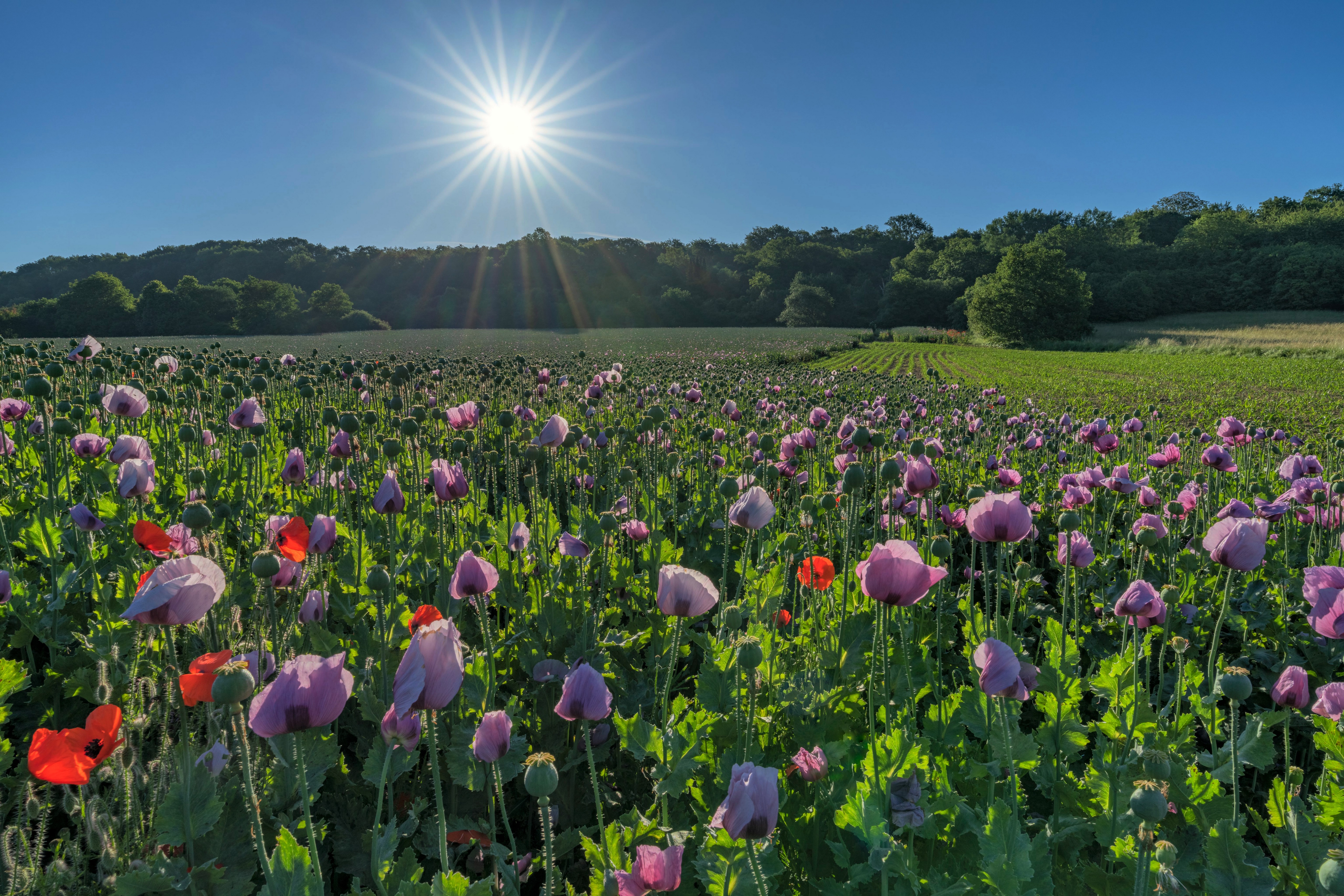 Field of Poppies in Saarland, Germany under the Sun HD Wallpaper