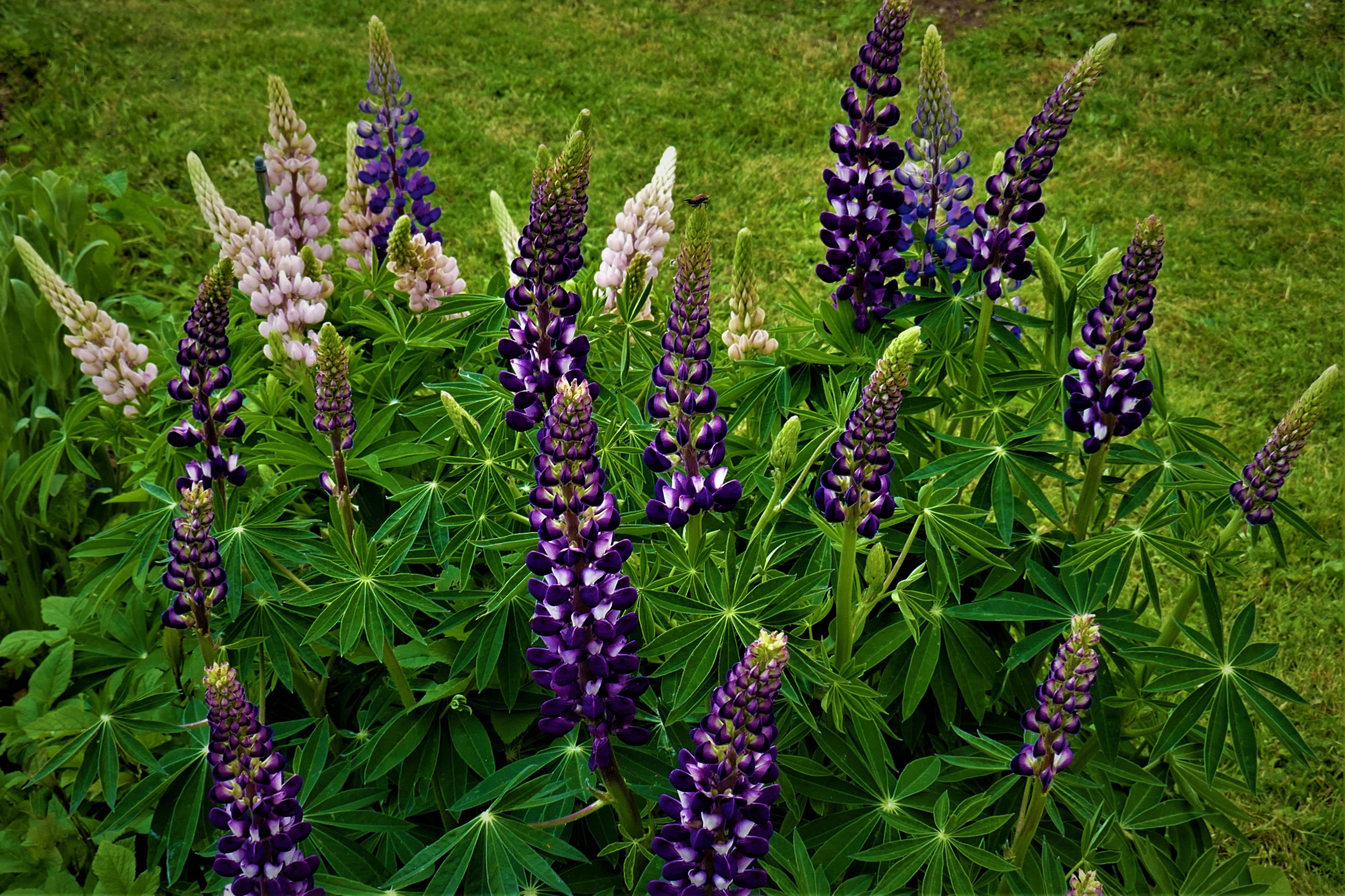 Purple and pink lupine flowers in a garden HD Wallpaper