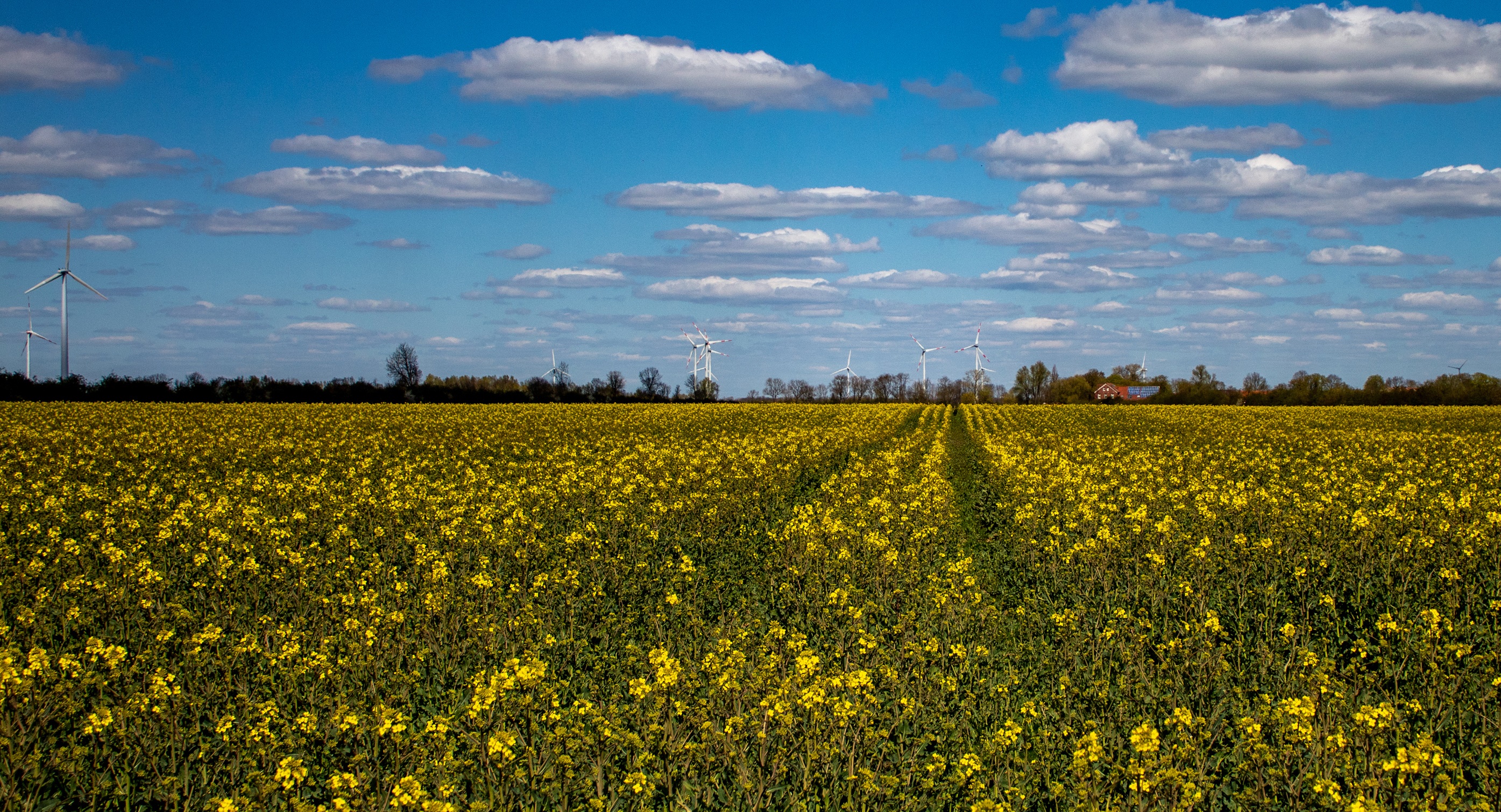 Field of yellow flowers with wind turbines HD Wallpaper