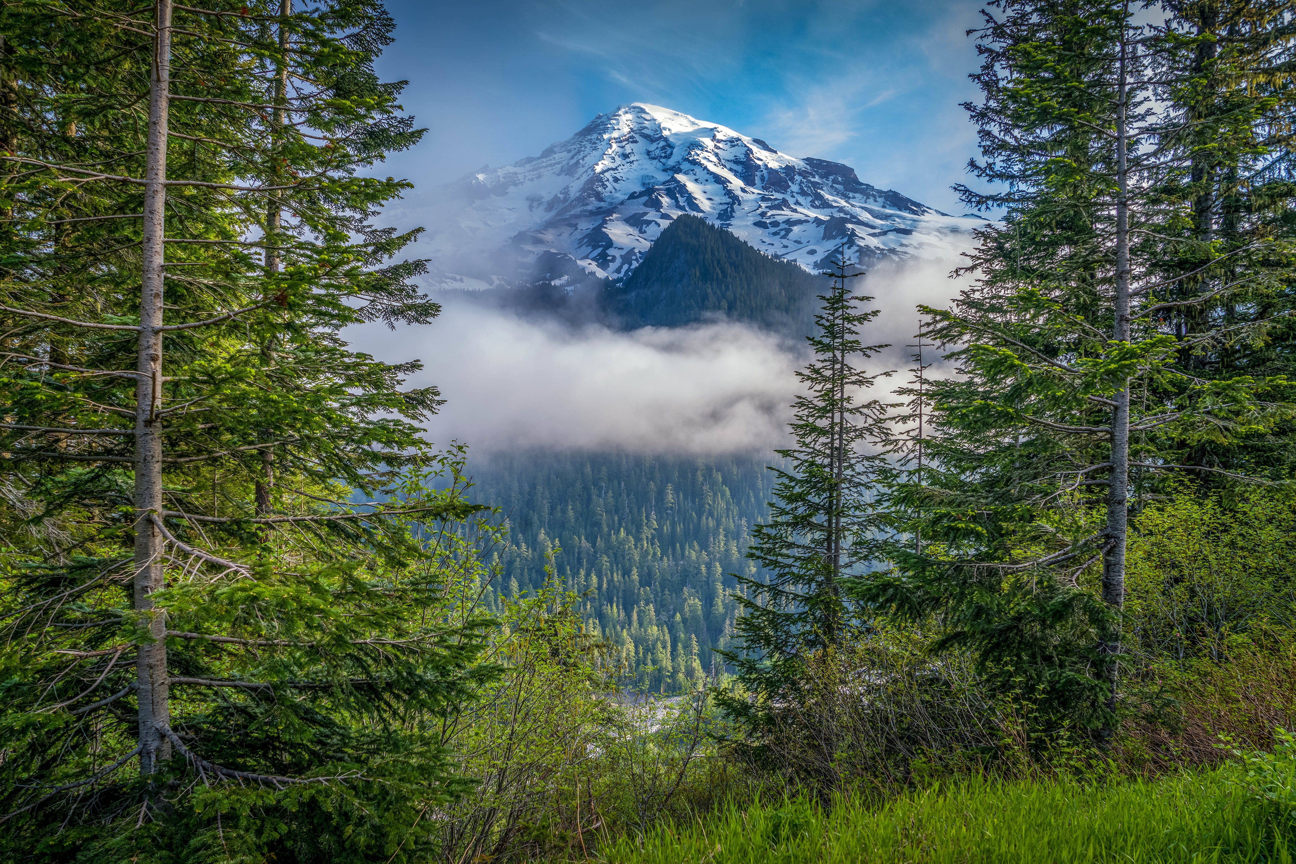 Mount Rainier National Park Forest and Clouds HD Wallpaper