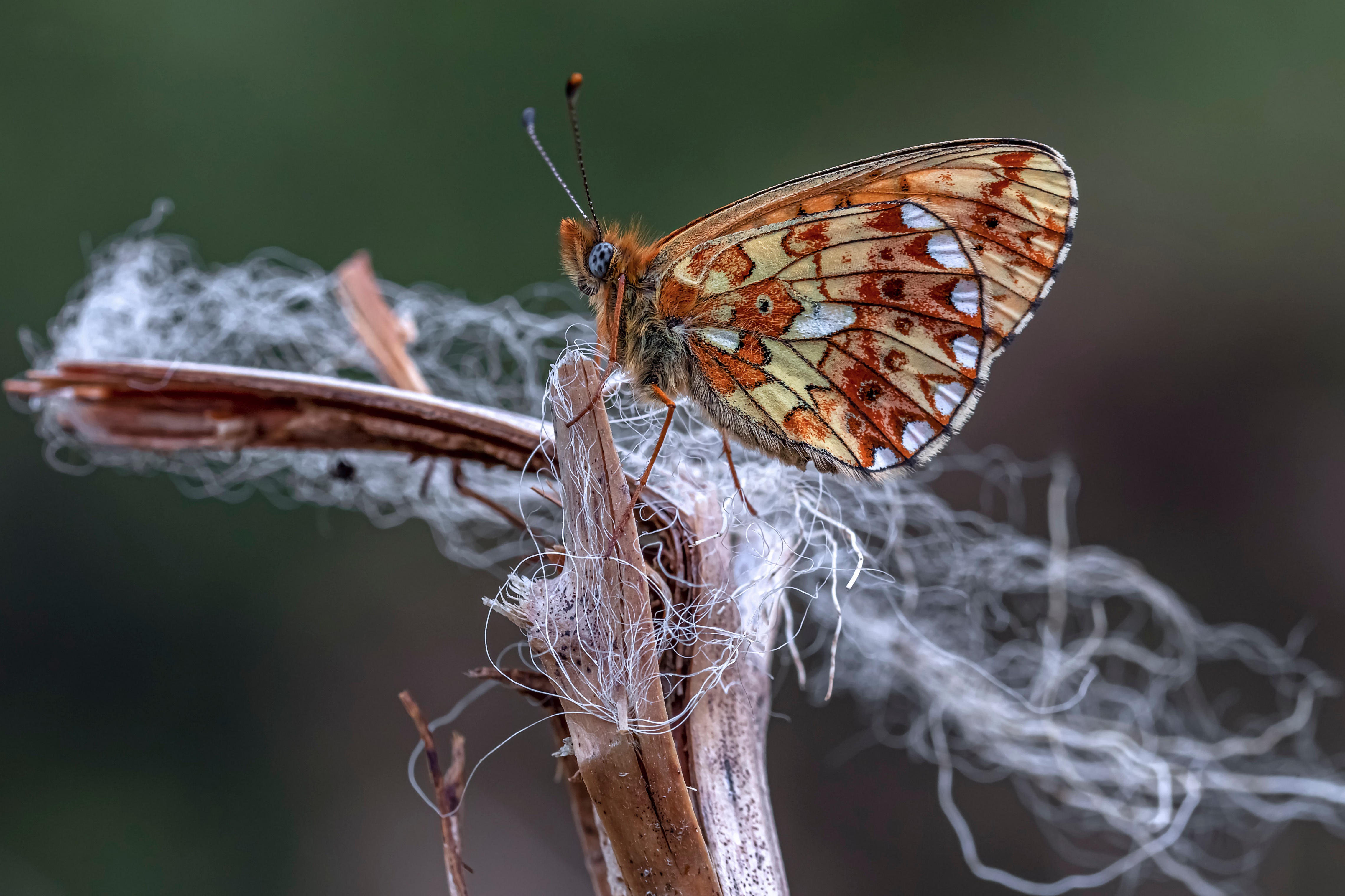 4K Pearl-bordered Fritillary Butterfly on Plant HD Wallpaper