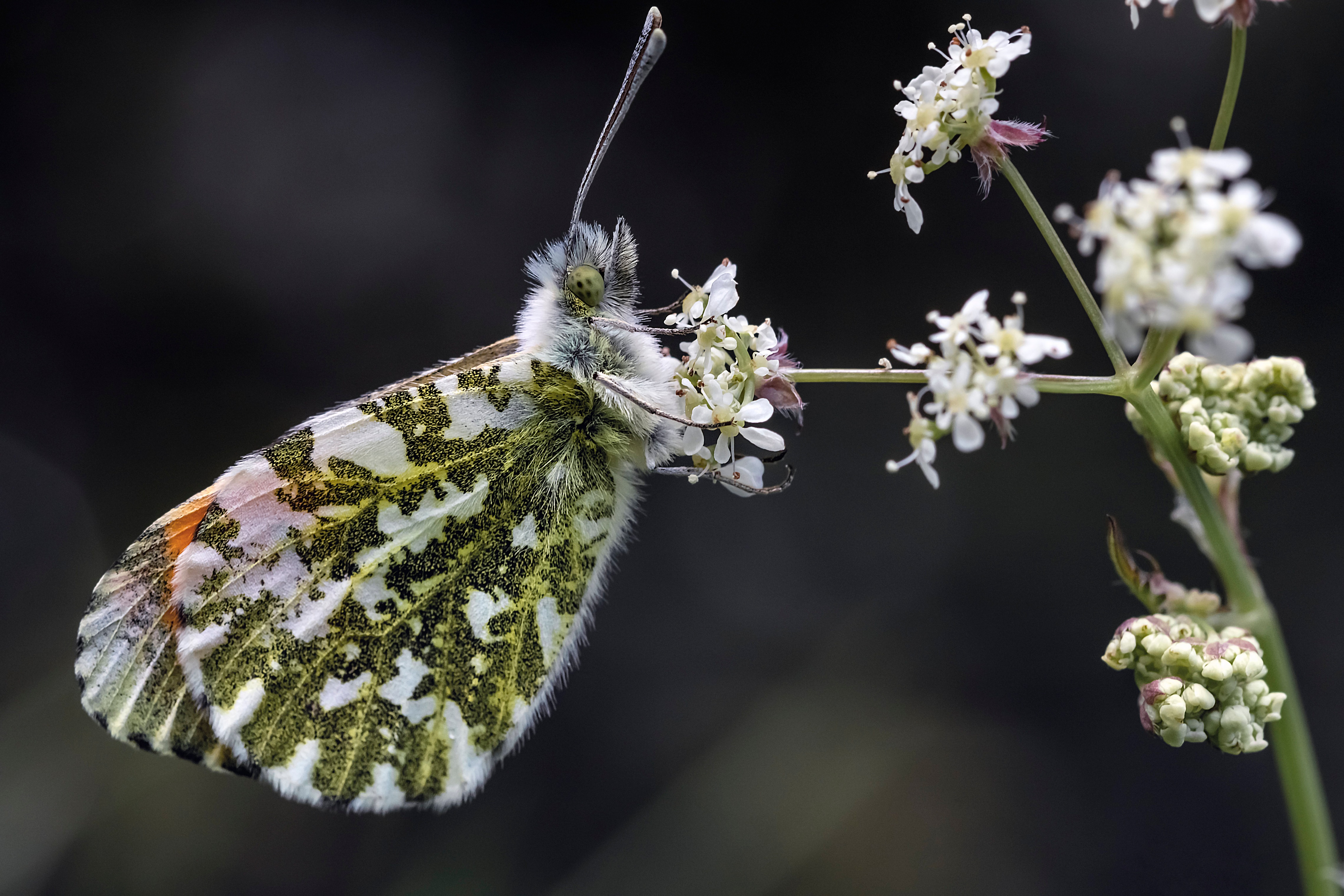 Orange Tip Butterfly on White Flowers HD Wallpaper