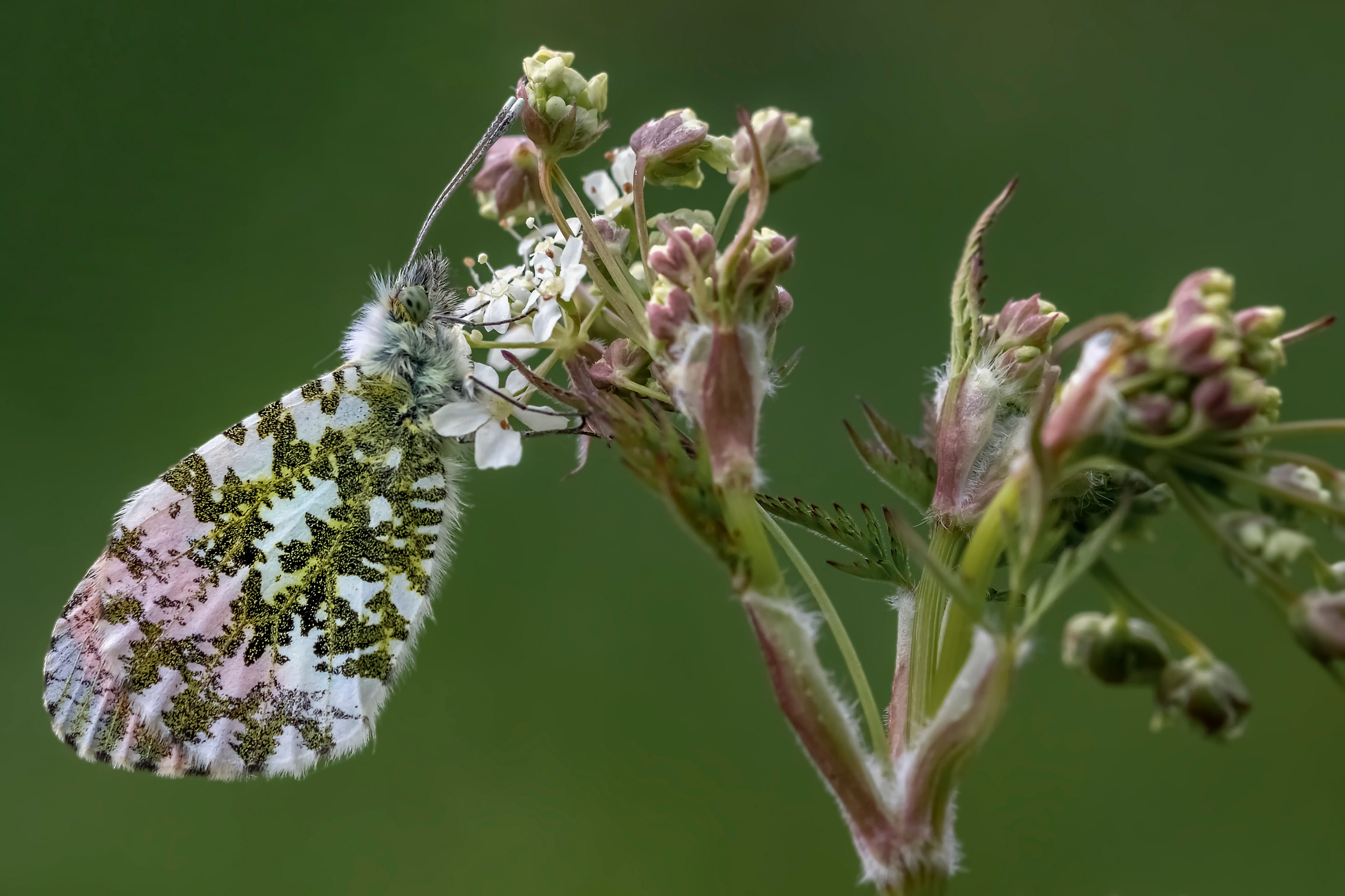 Orange Tip Butterfly on Flower HD Wallpaper