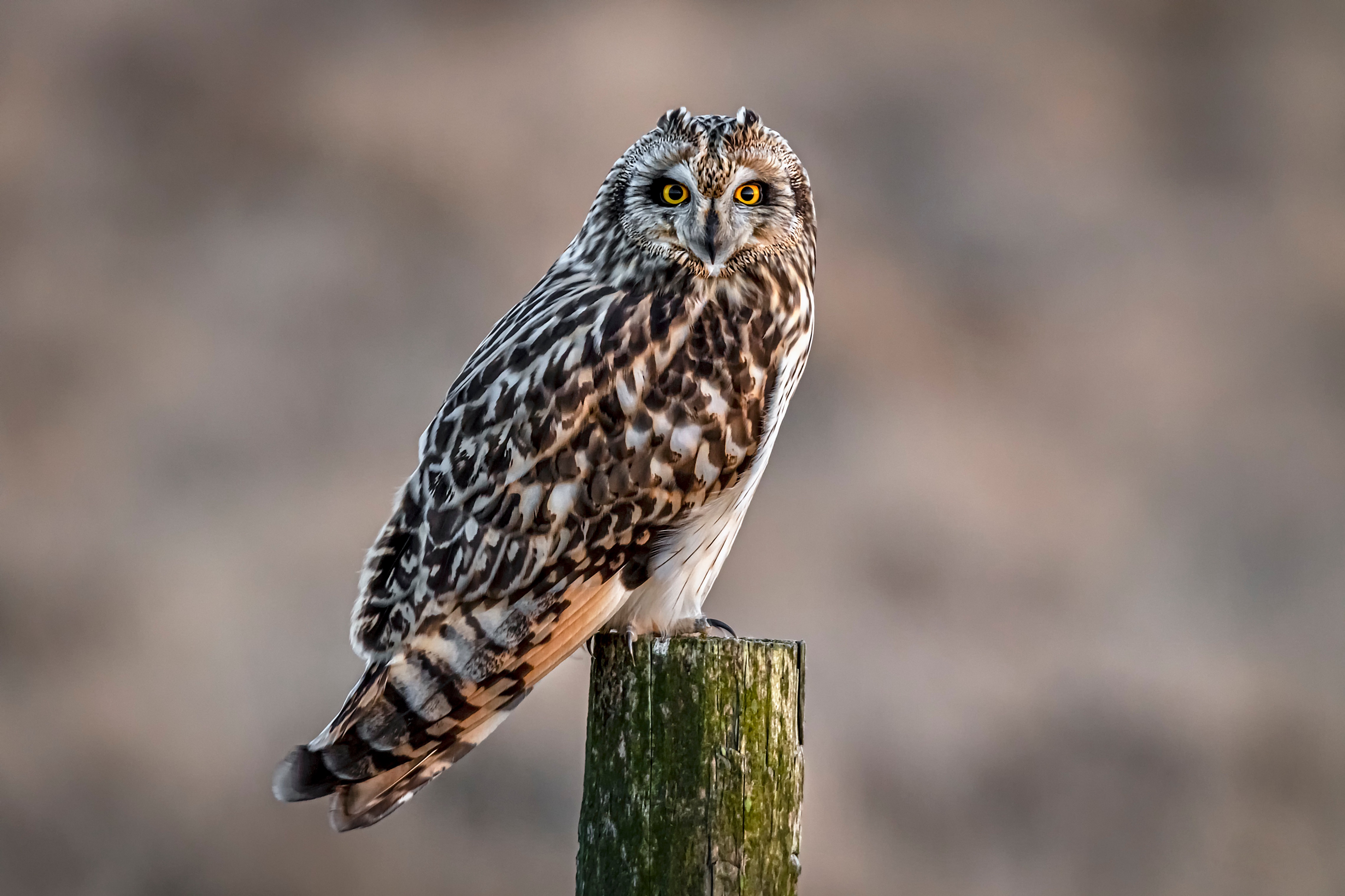 Short-eared owl perched on a wooden post HD Wallpaper
