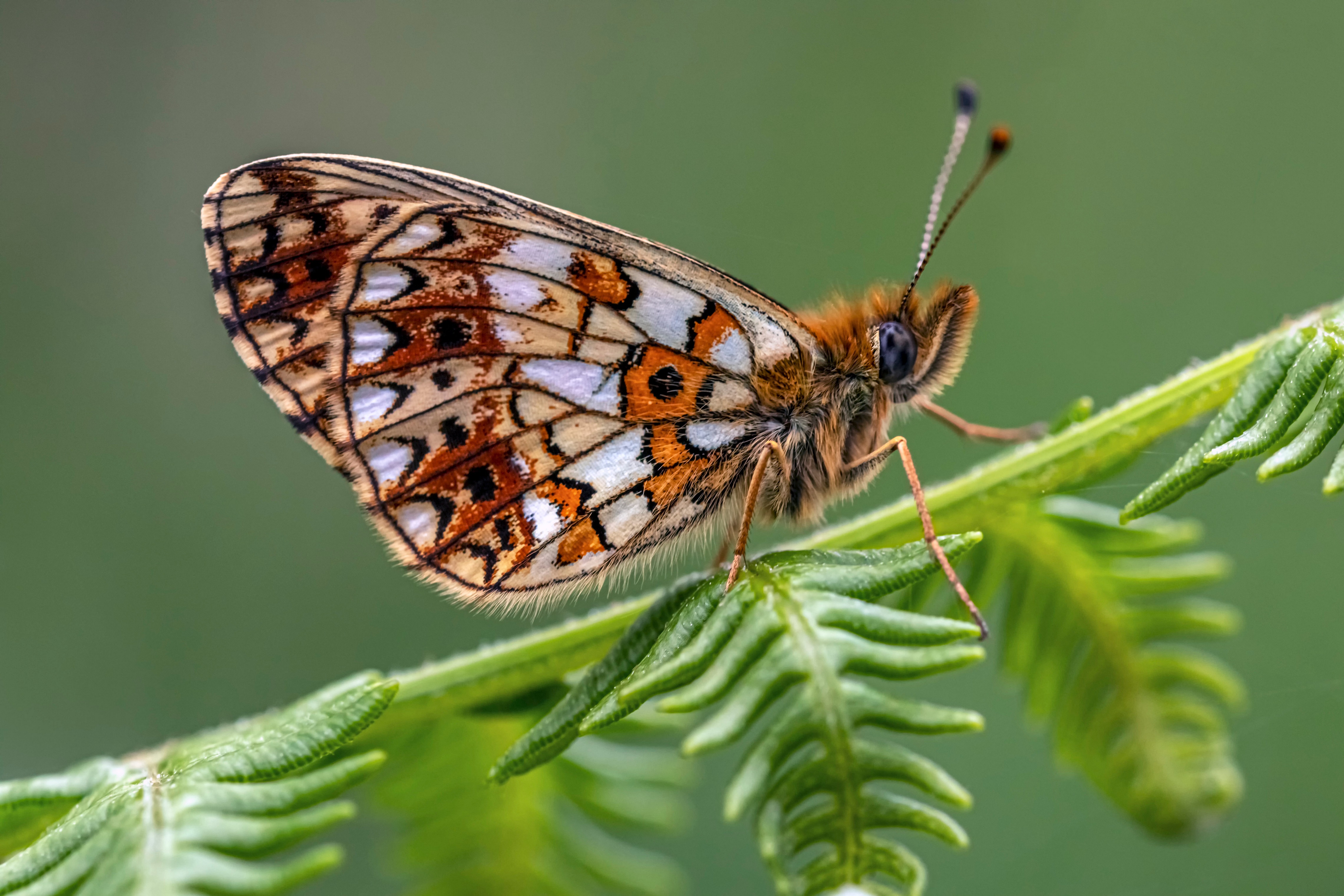 Small Pearl-bordered Fritillary Butterfly on Fern HD Wallpaper