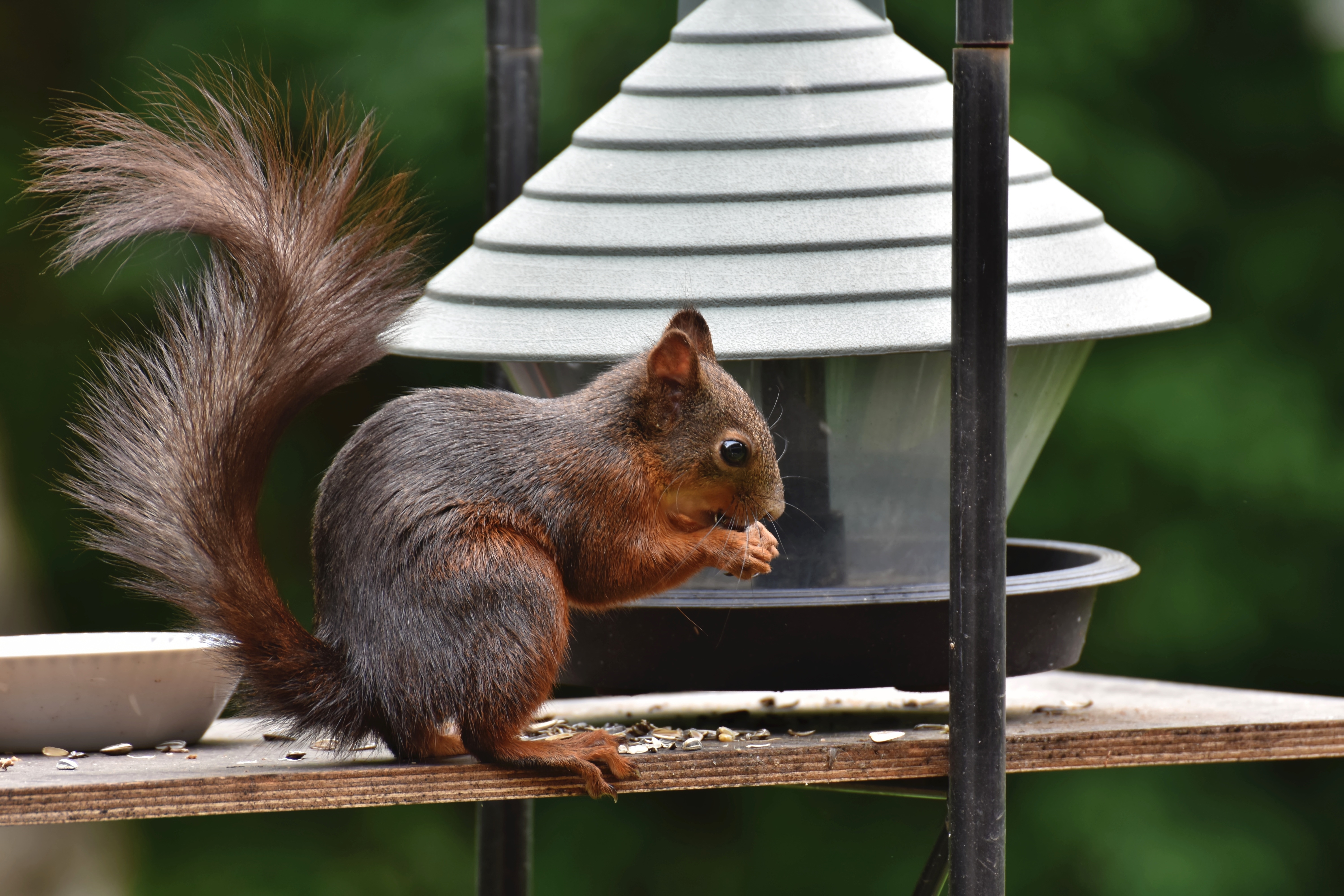 Red Squirrel Eating at a Bird Feeder HD Wallpaper