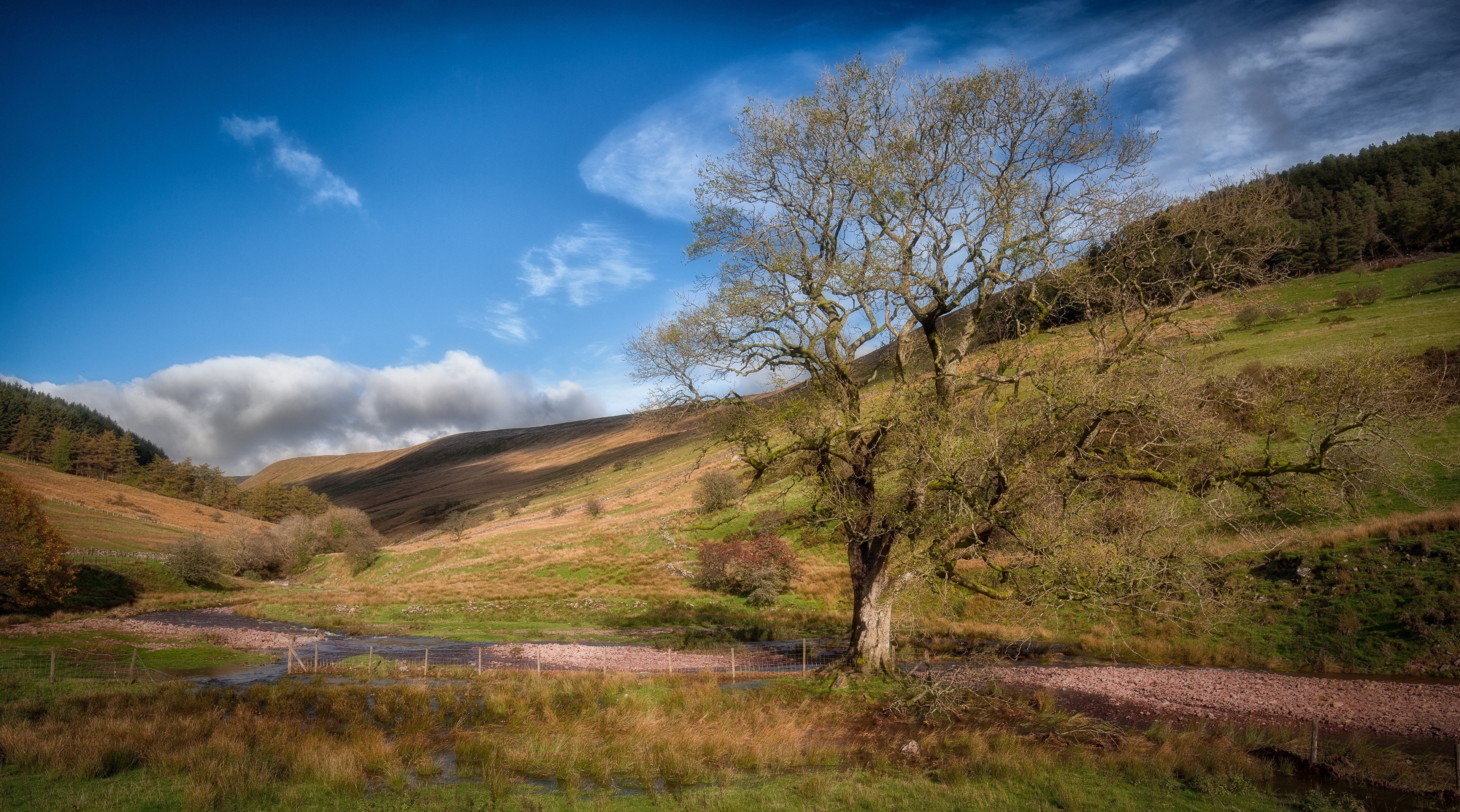 Tree in a valley in Brecon, Wales, United Kingdom HD Wallpaper