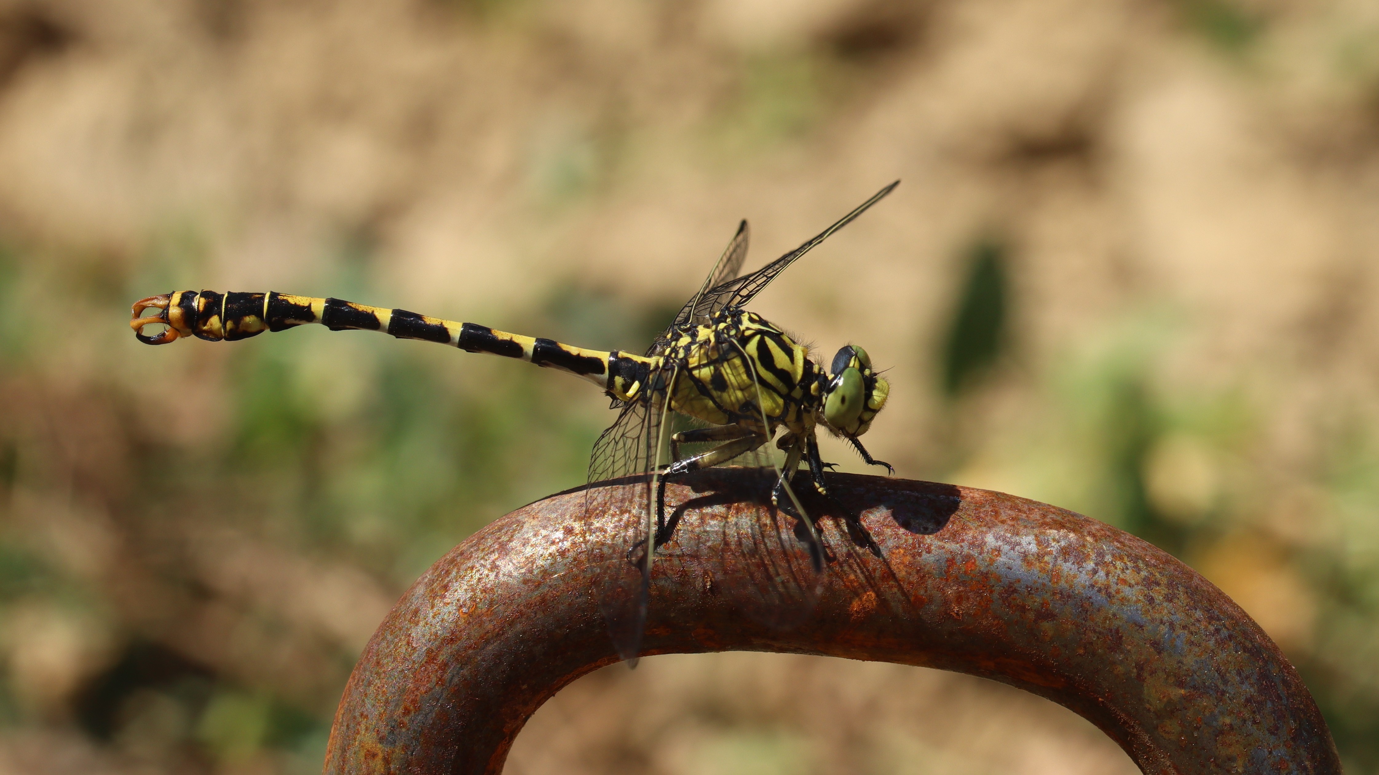 Dragonfly on a rusty metal surface HD Wallpaper