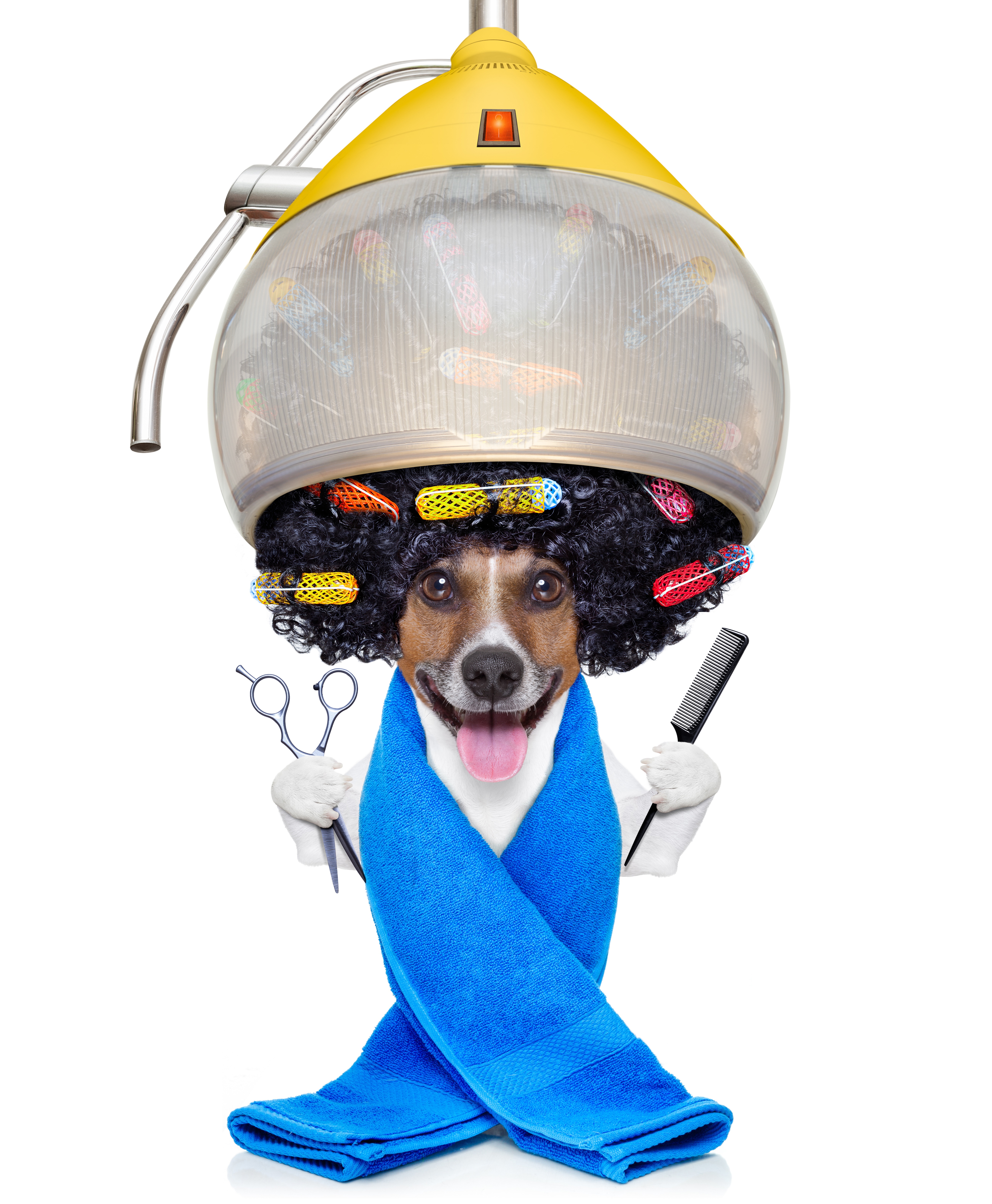 Dog with hair rollers under a salon dryer HD Phone Wallpaper