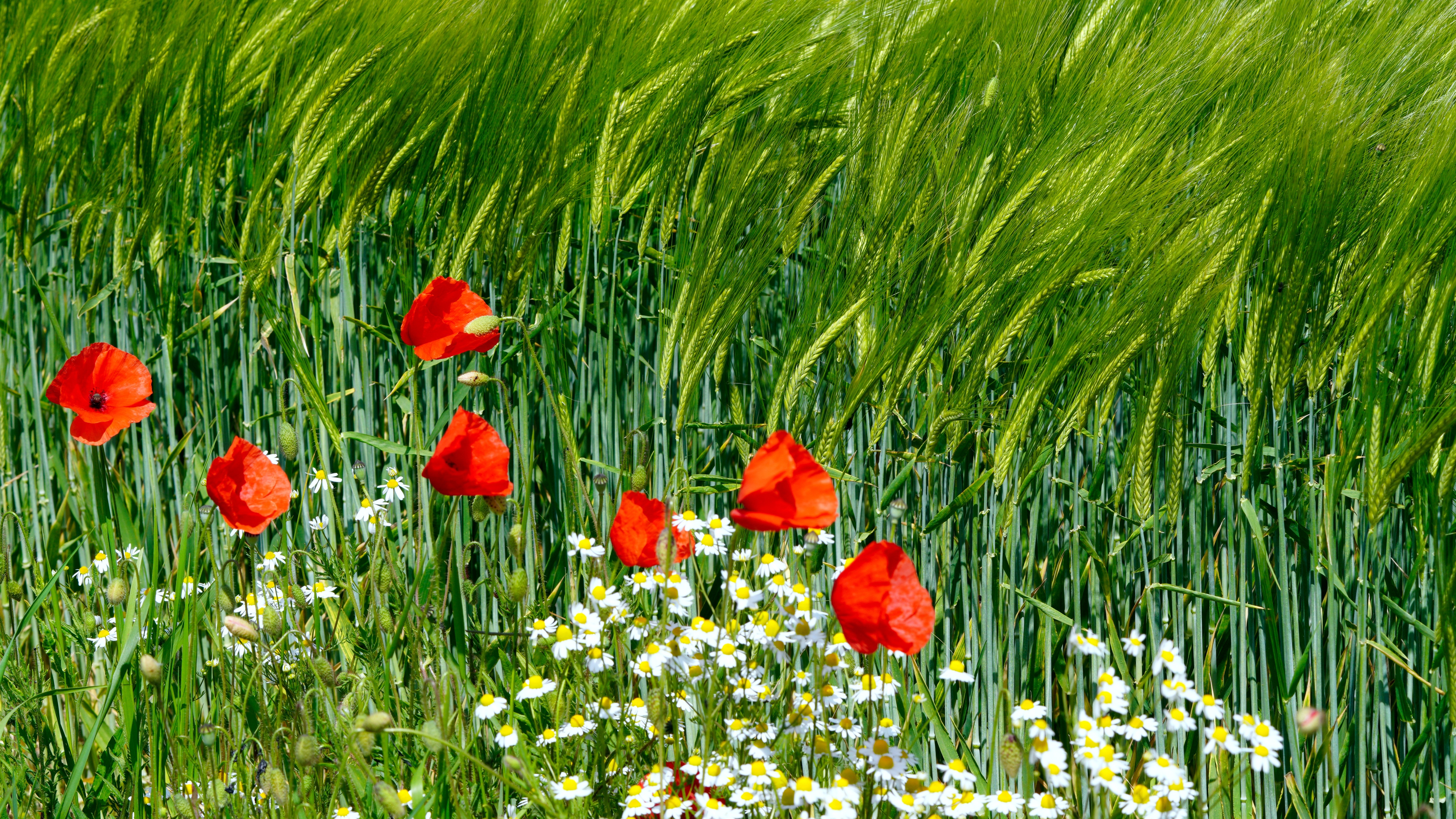 Poppies and Camomiles in a Wheat Field HD Wallpaper