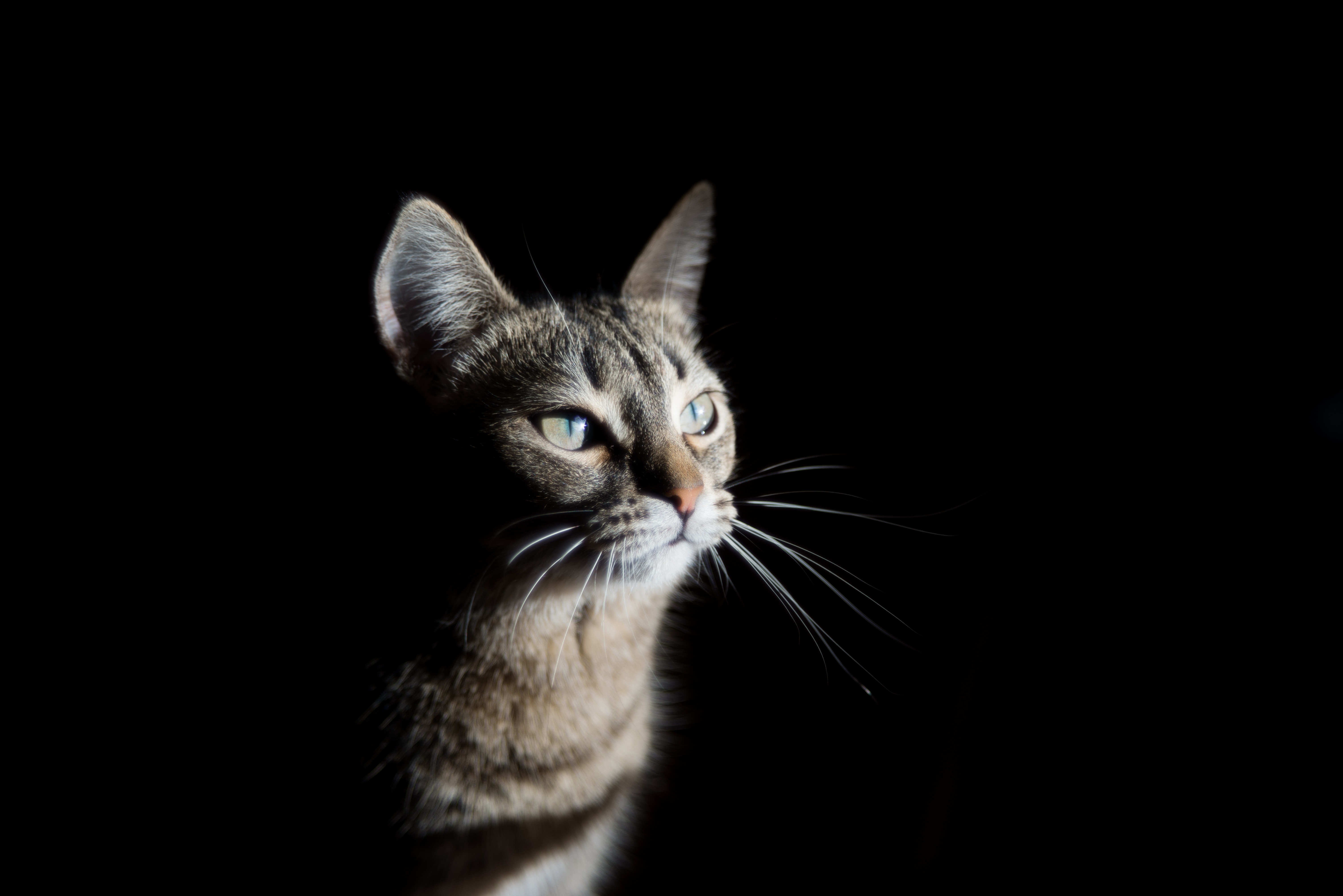 Tabby cat with green eyes on black background HD Wallpaper