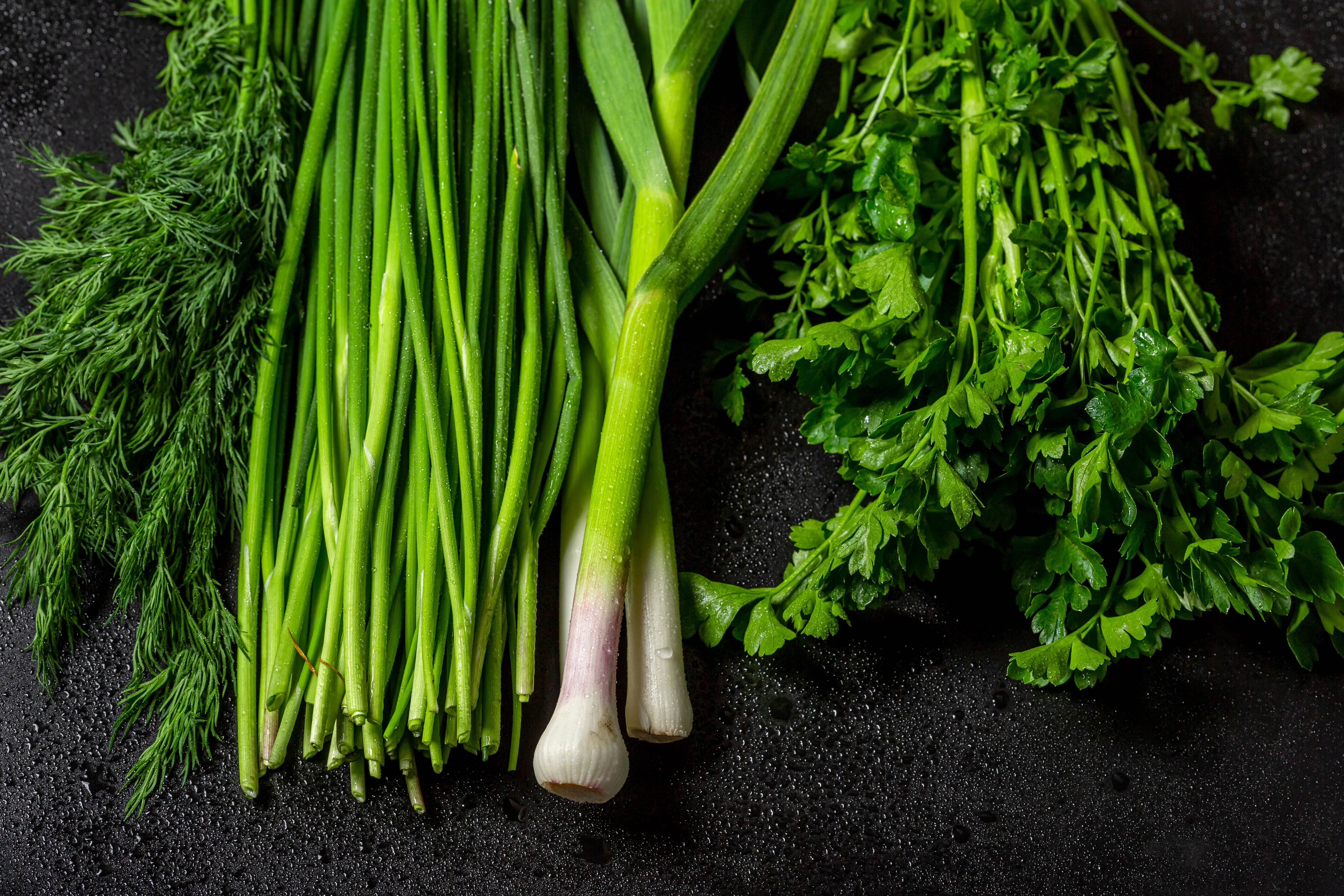 Dill, Scallions, and Parsley on Gray Background HD Wallpaper
