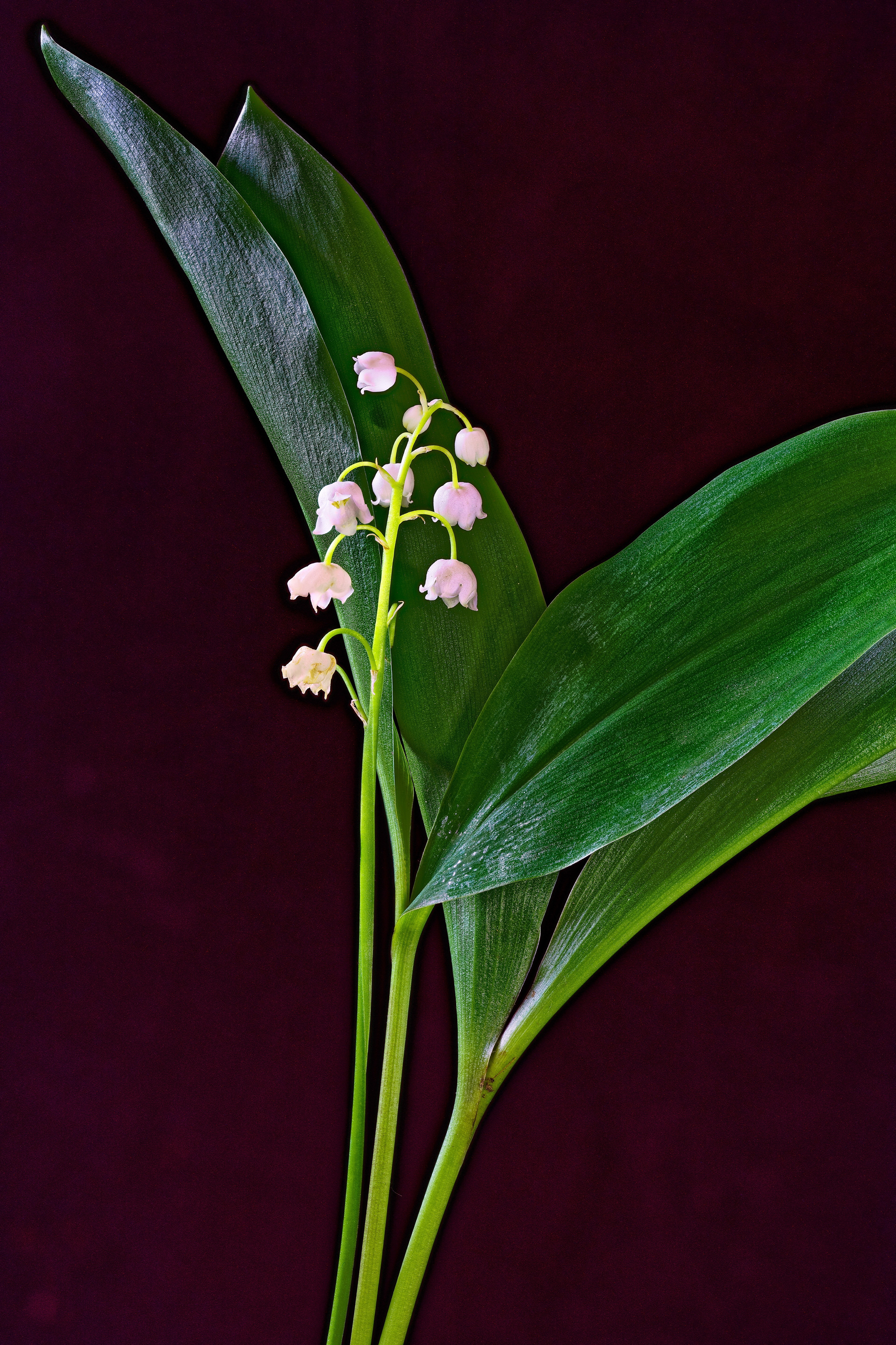 4K Lilies of the valley on colored background HD Phone Wallpaper