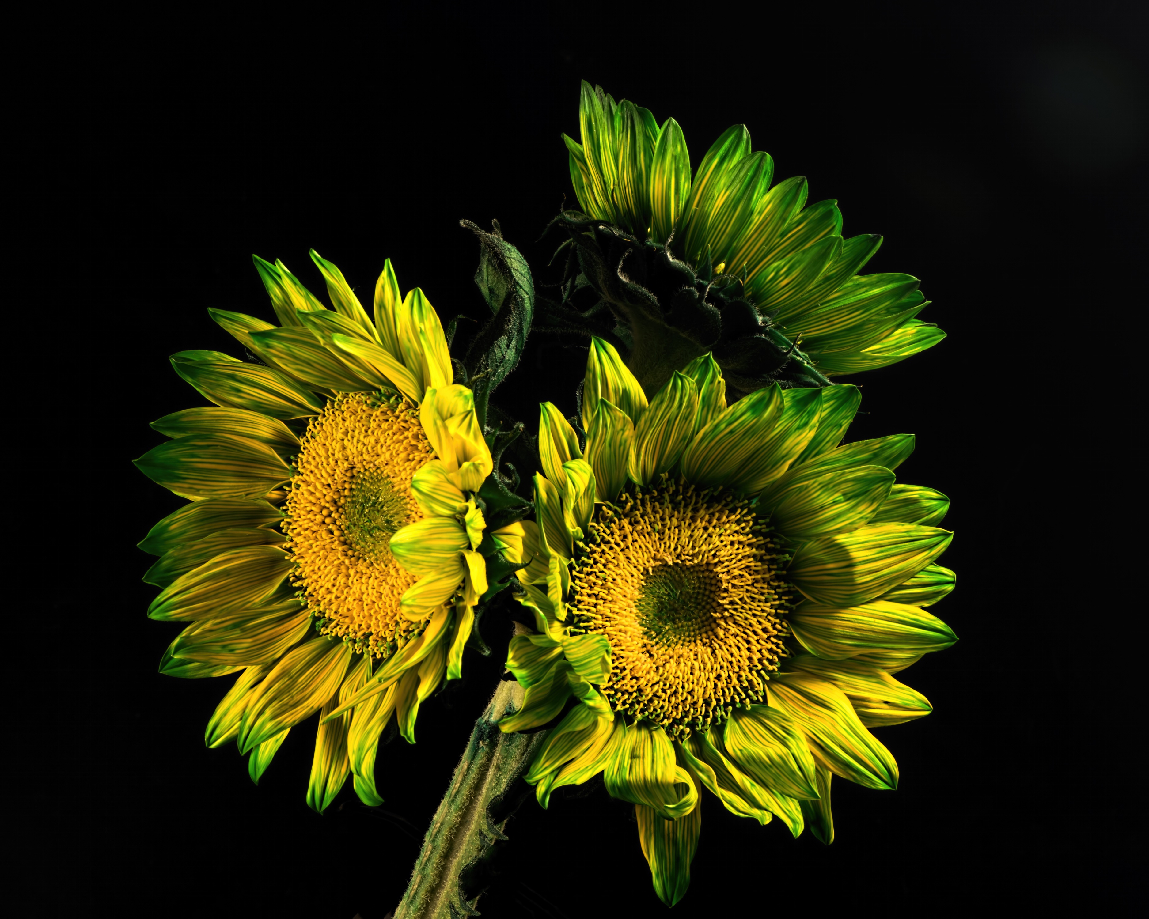 Three sunflowers with yellow and green petals on a black background HD Wallpaper