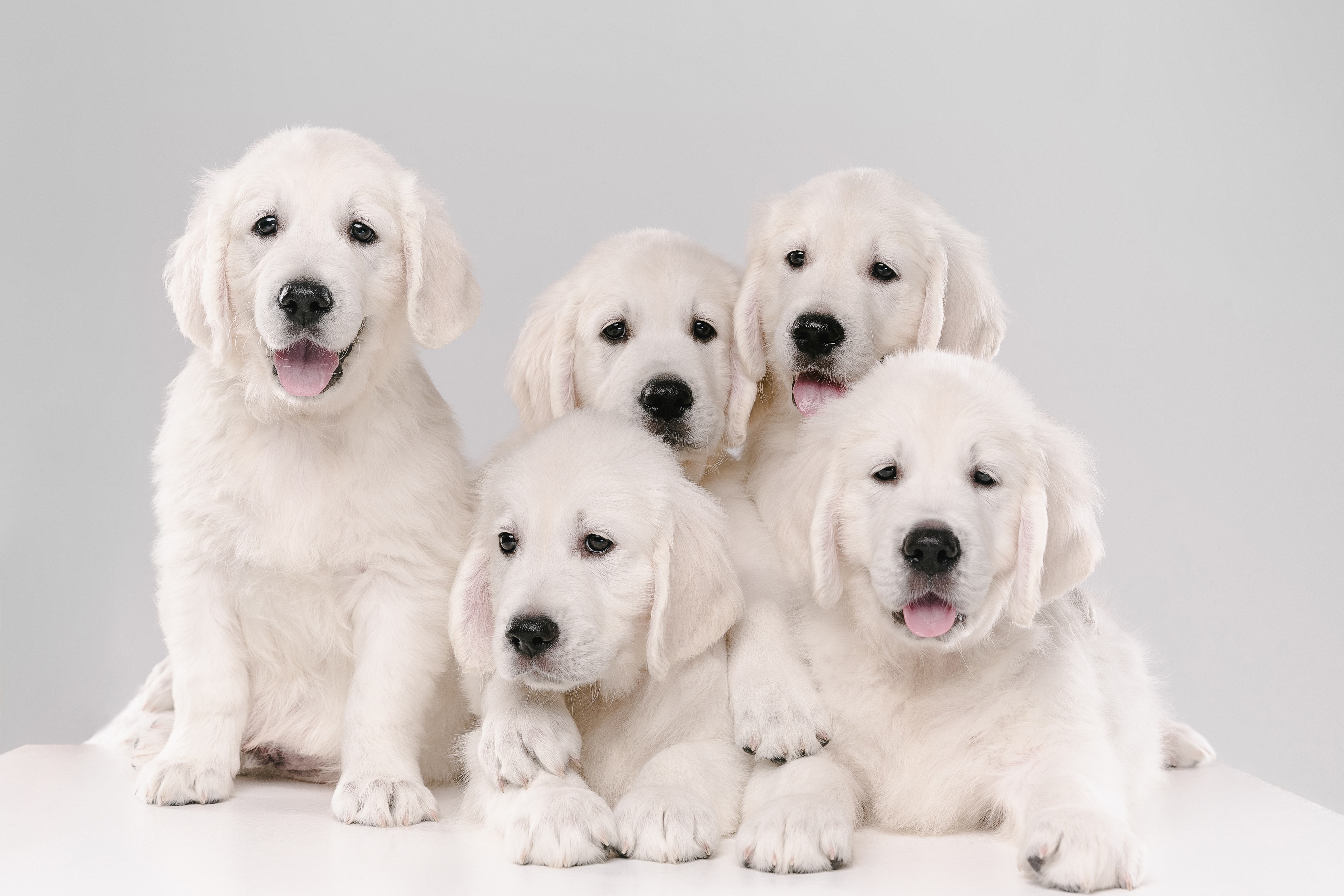 Five Golden Retriever Puppies HD Wallpaper