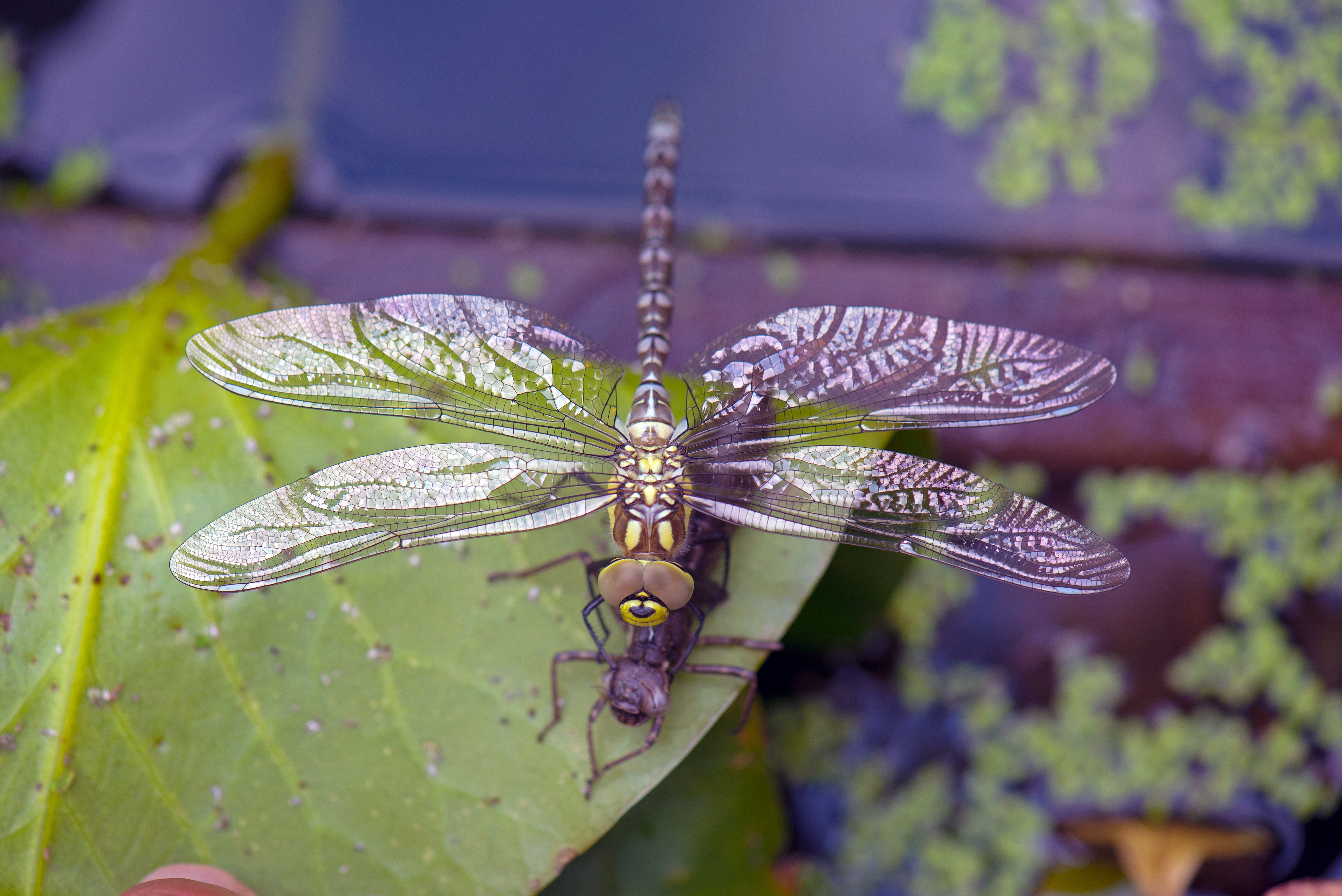 Dragonfly emerging from nymph skin on a leaf HD Wallpaper