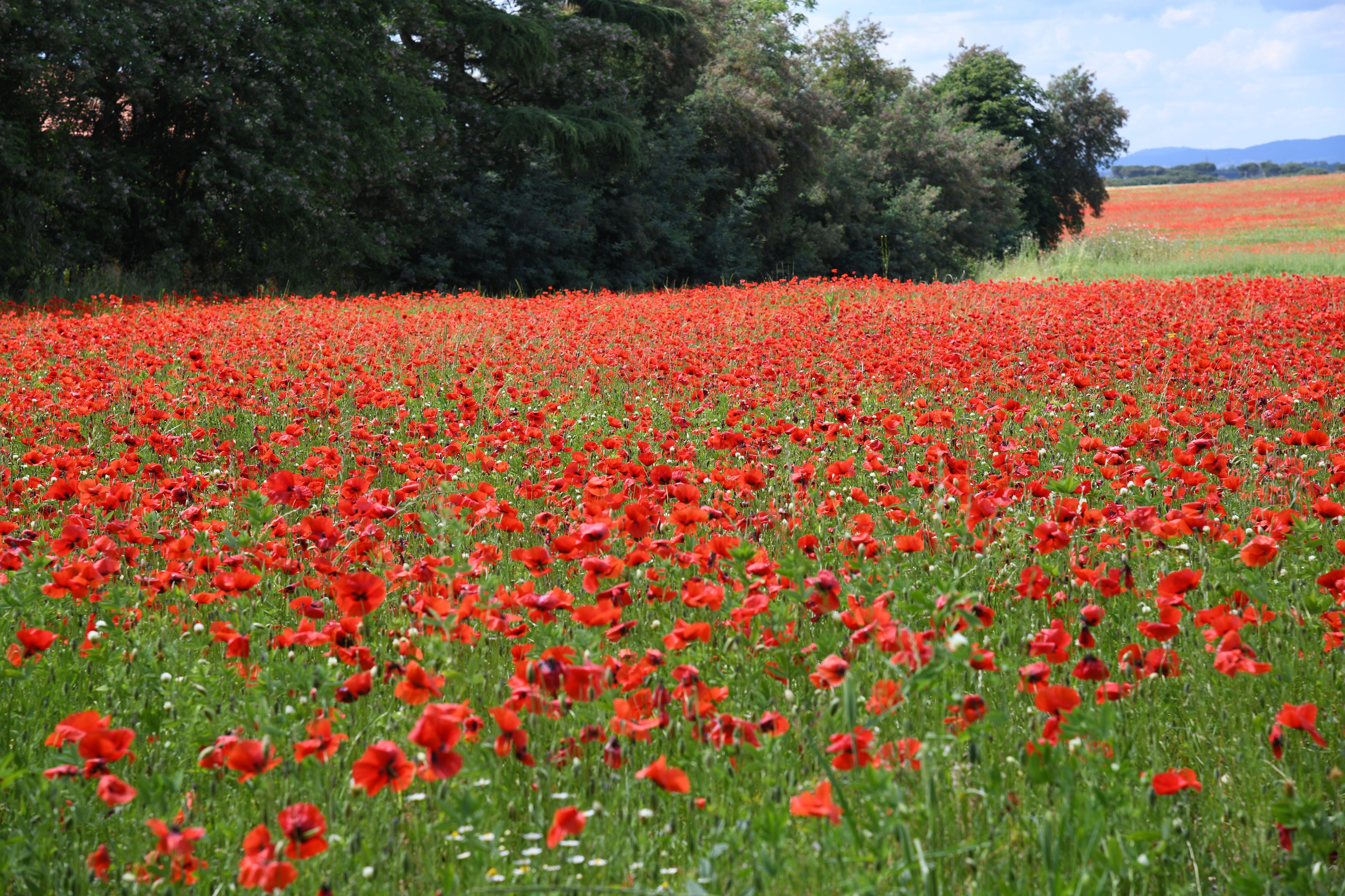 Field of Red Poppies with Trees HD Wallpaper