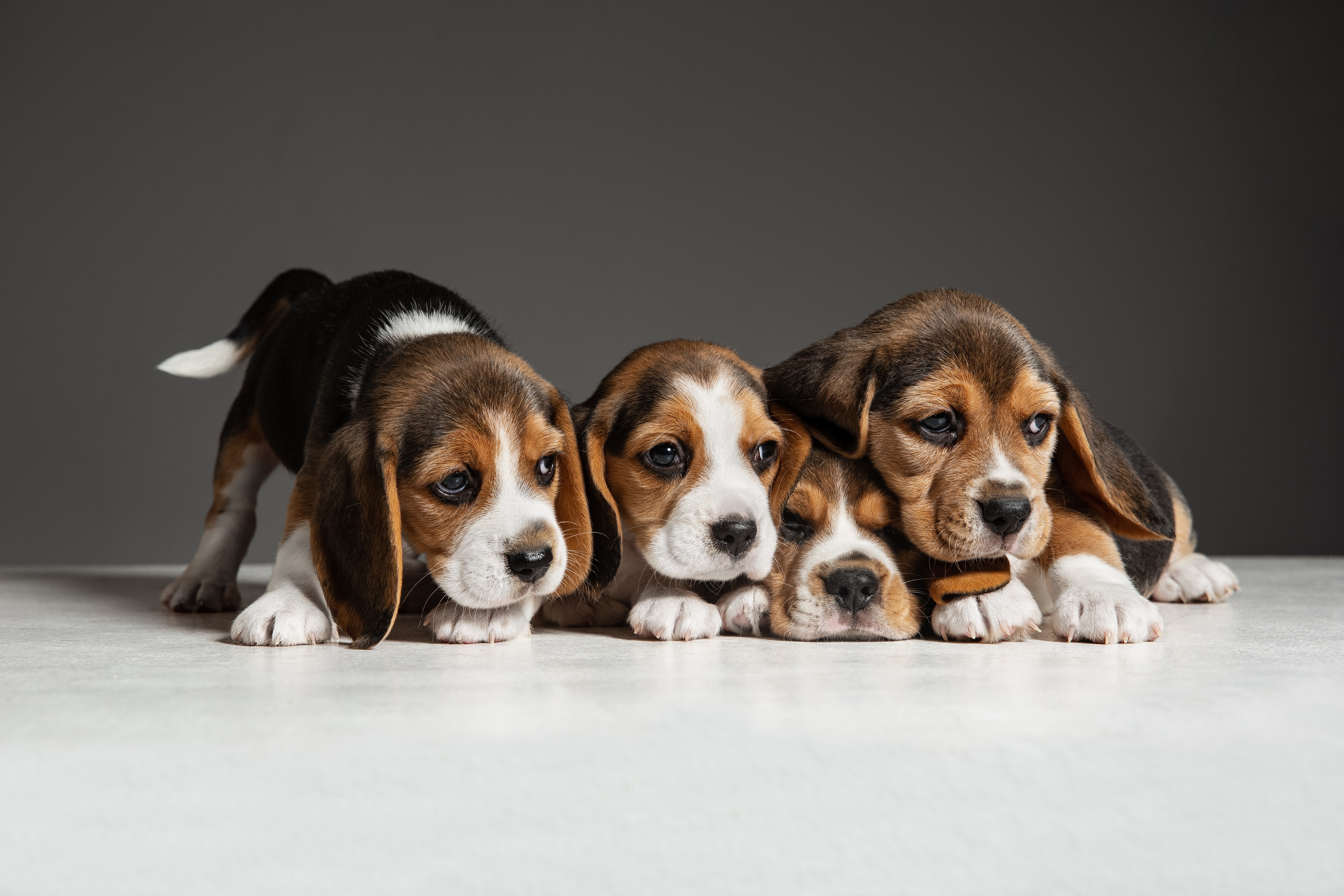 Four Beagle Puppies on a Table HD Wallpaper