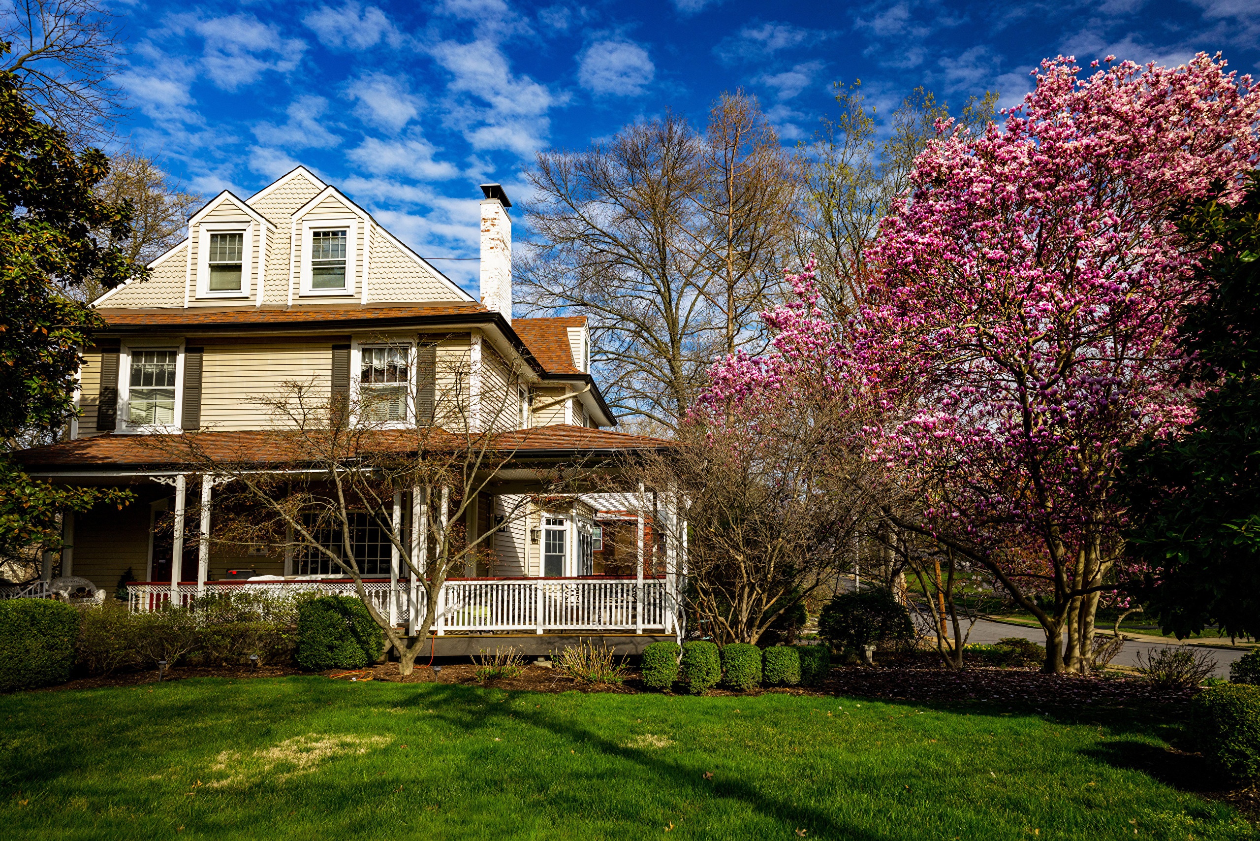 House with blooming magnolia tree in spring HD Wallpaper