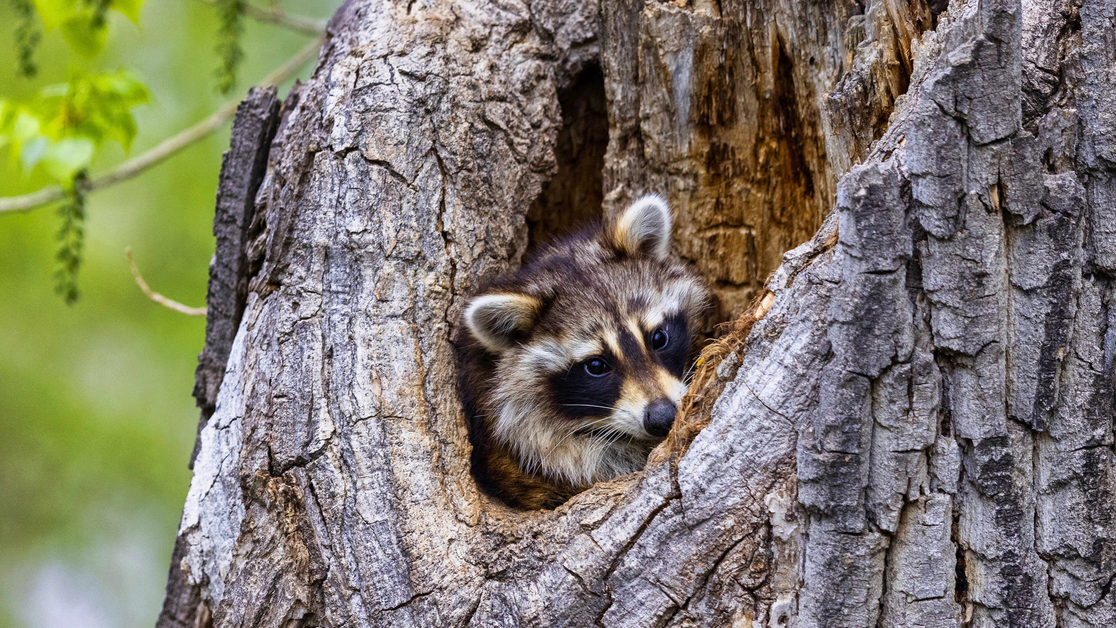 Raccoon peeking from a tree hollow HD Wallpaper