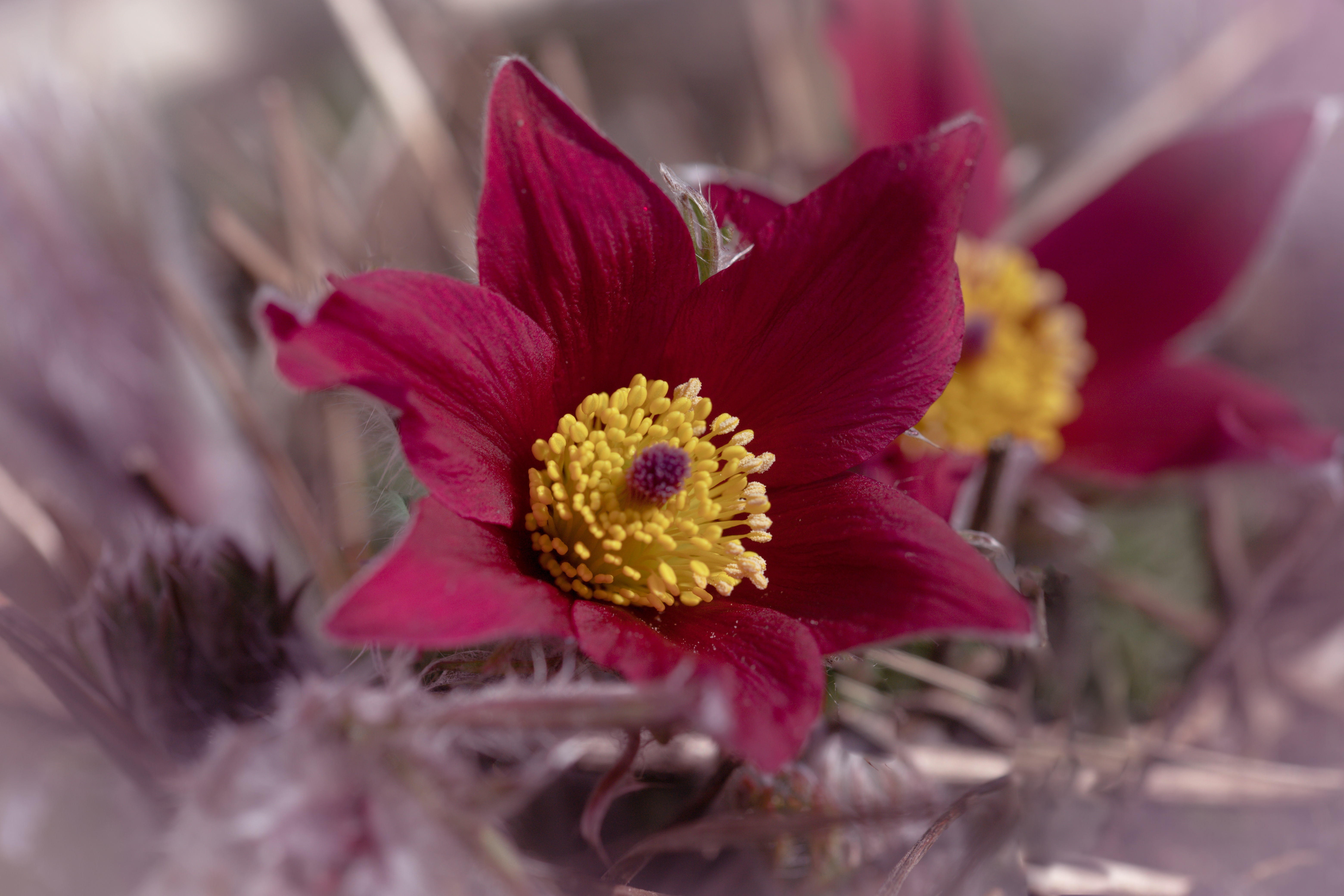 Closeup of a Pulsatilla flower with bokeh HD Wallpaper