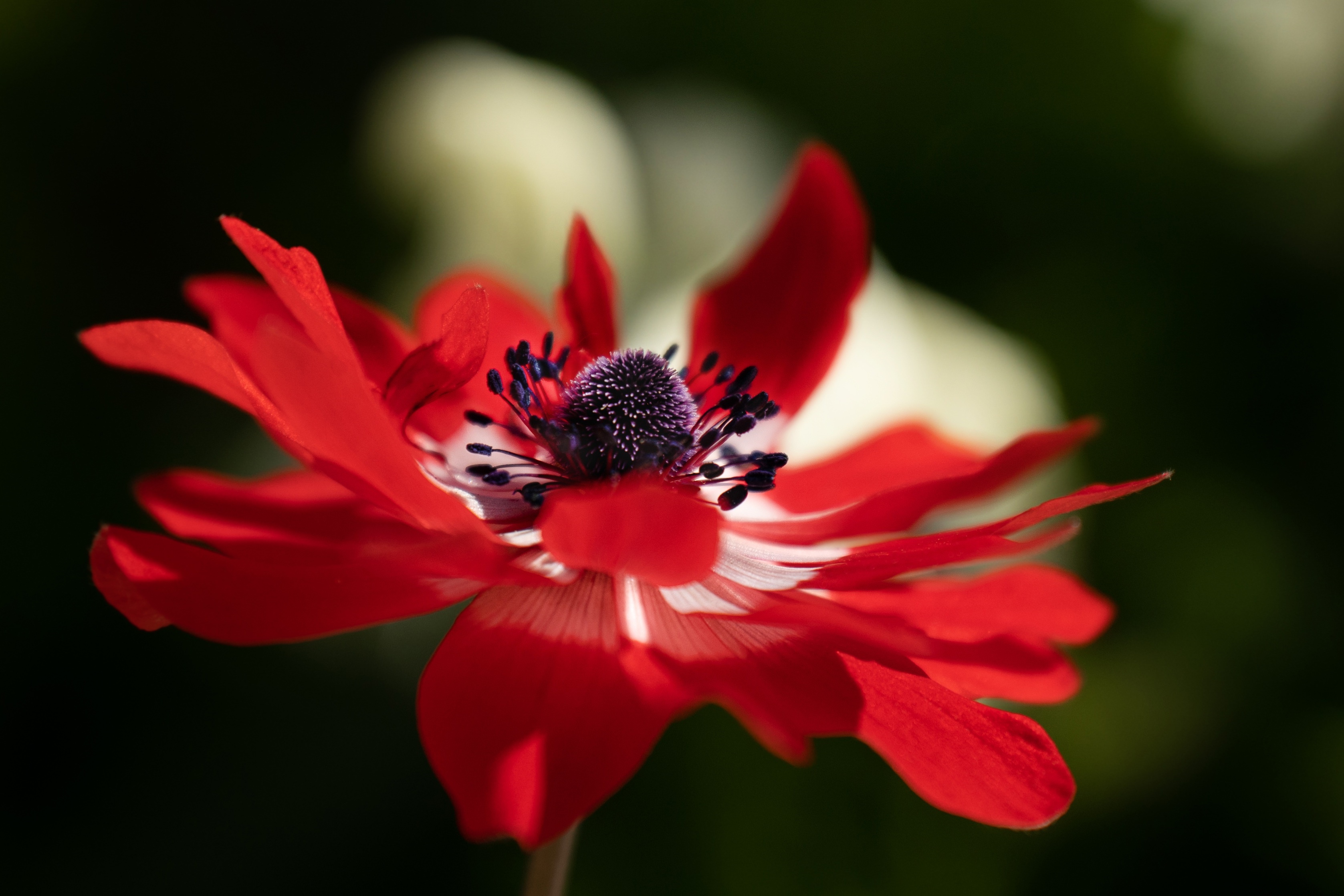 Red Anemone Flower with Dark Center HD Wallpaper
