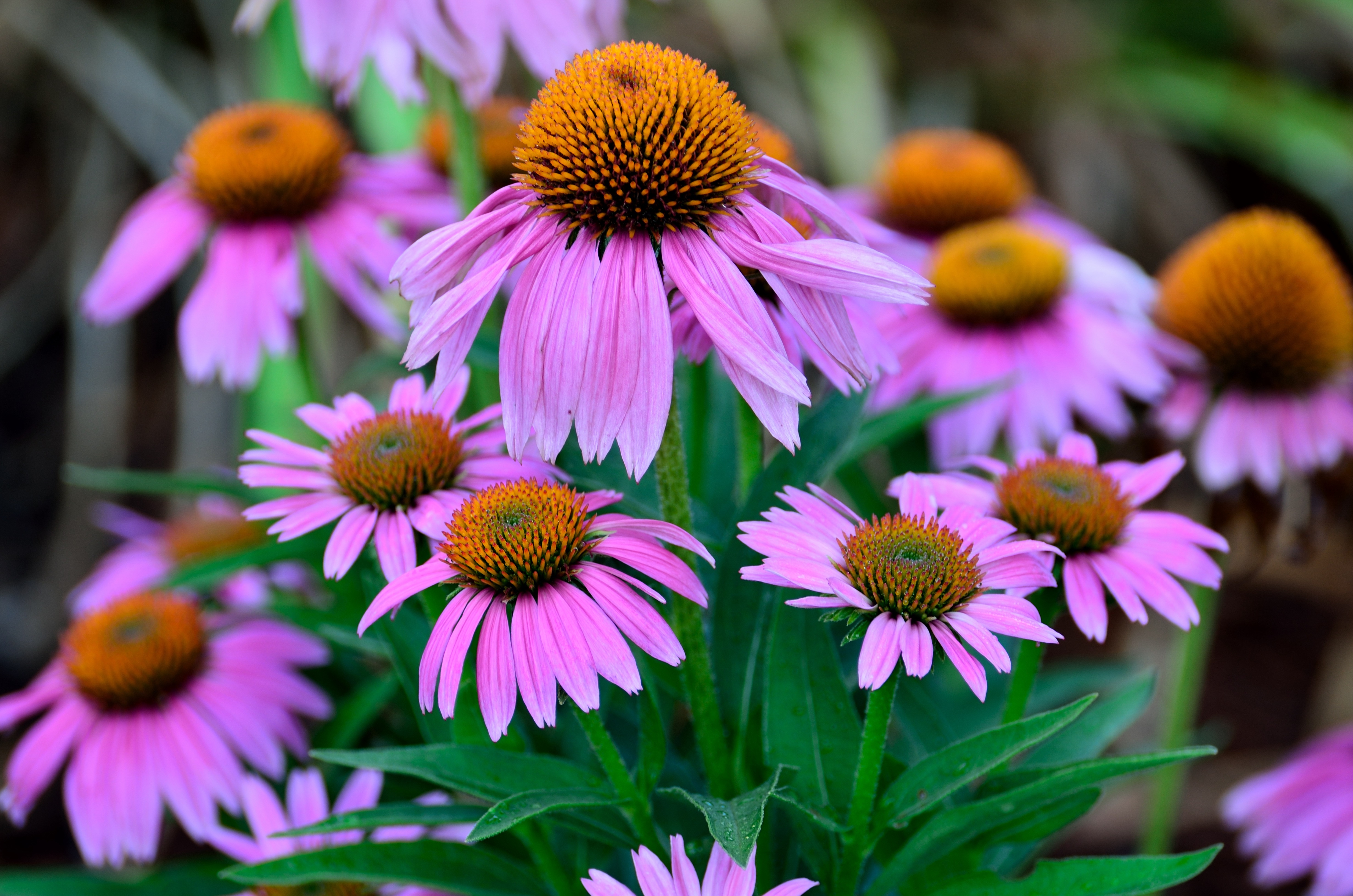 Many Echinacea purpurea flowers HD Wallpaper