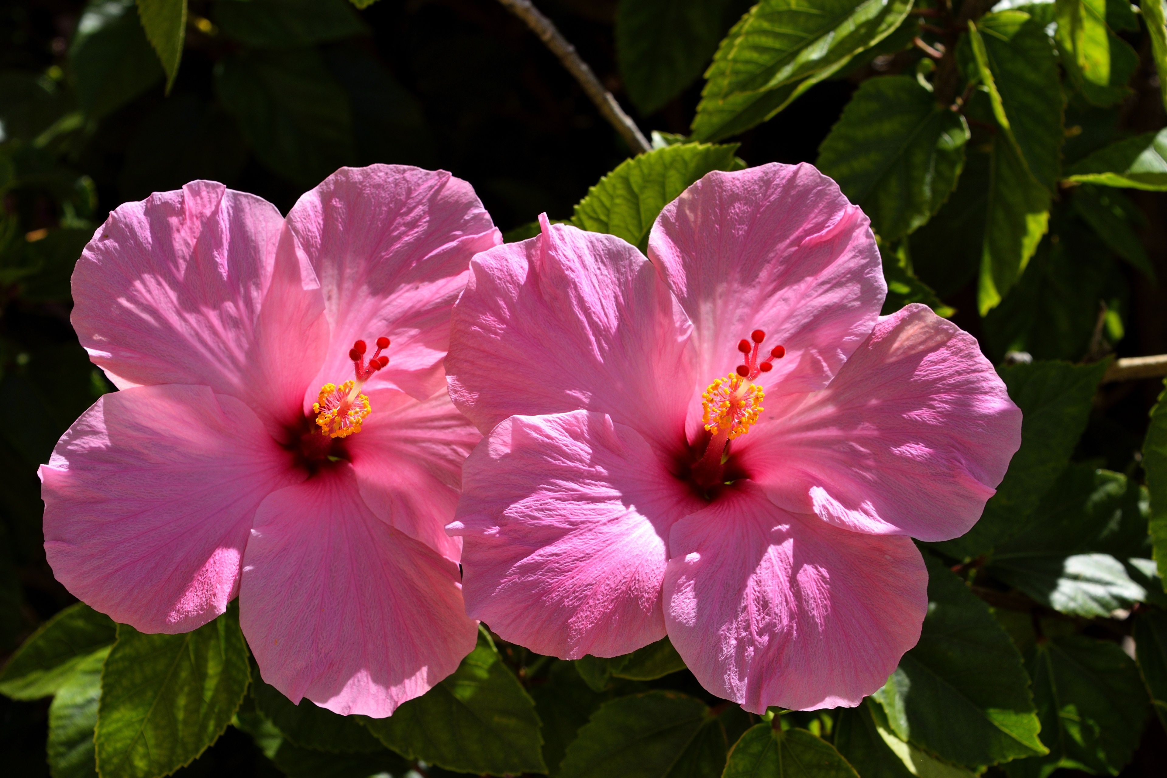 Two Pink Hibiscus Flowers HD Wallpaper