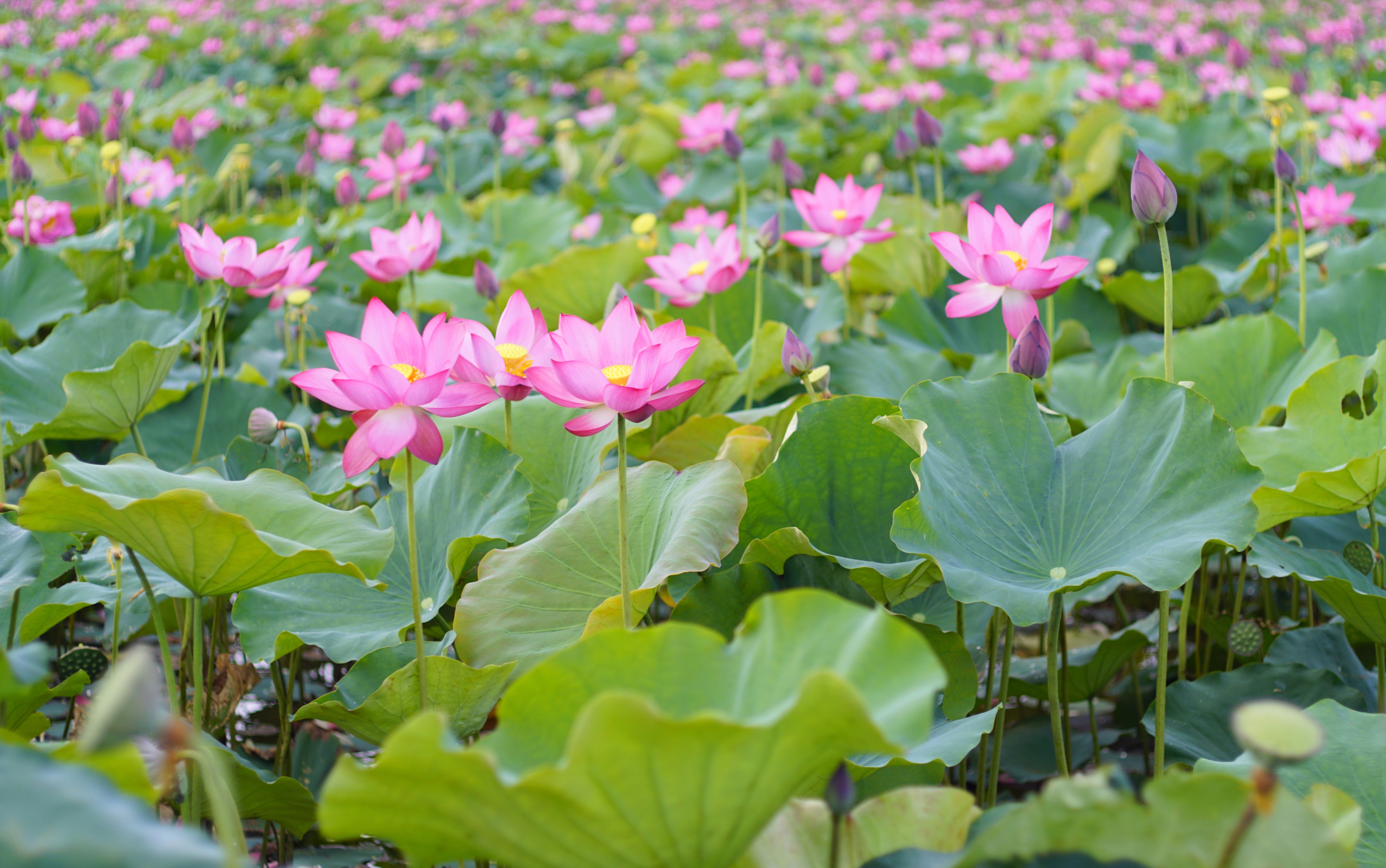 Field of Pink Lotus Flowers and Buds HD Wallpaper