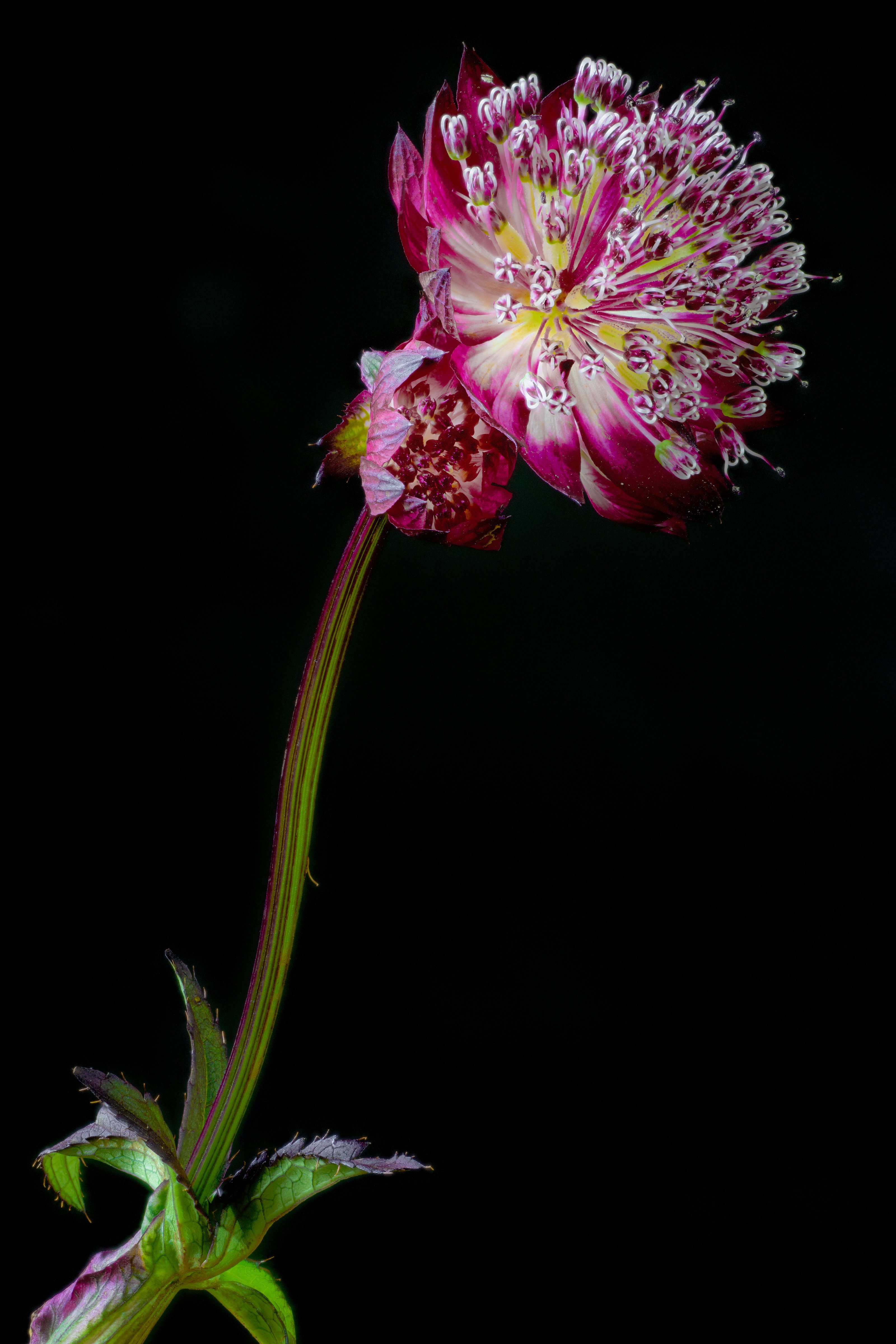 Astrantia major flower with black background HD Phone Wallpaper