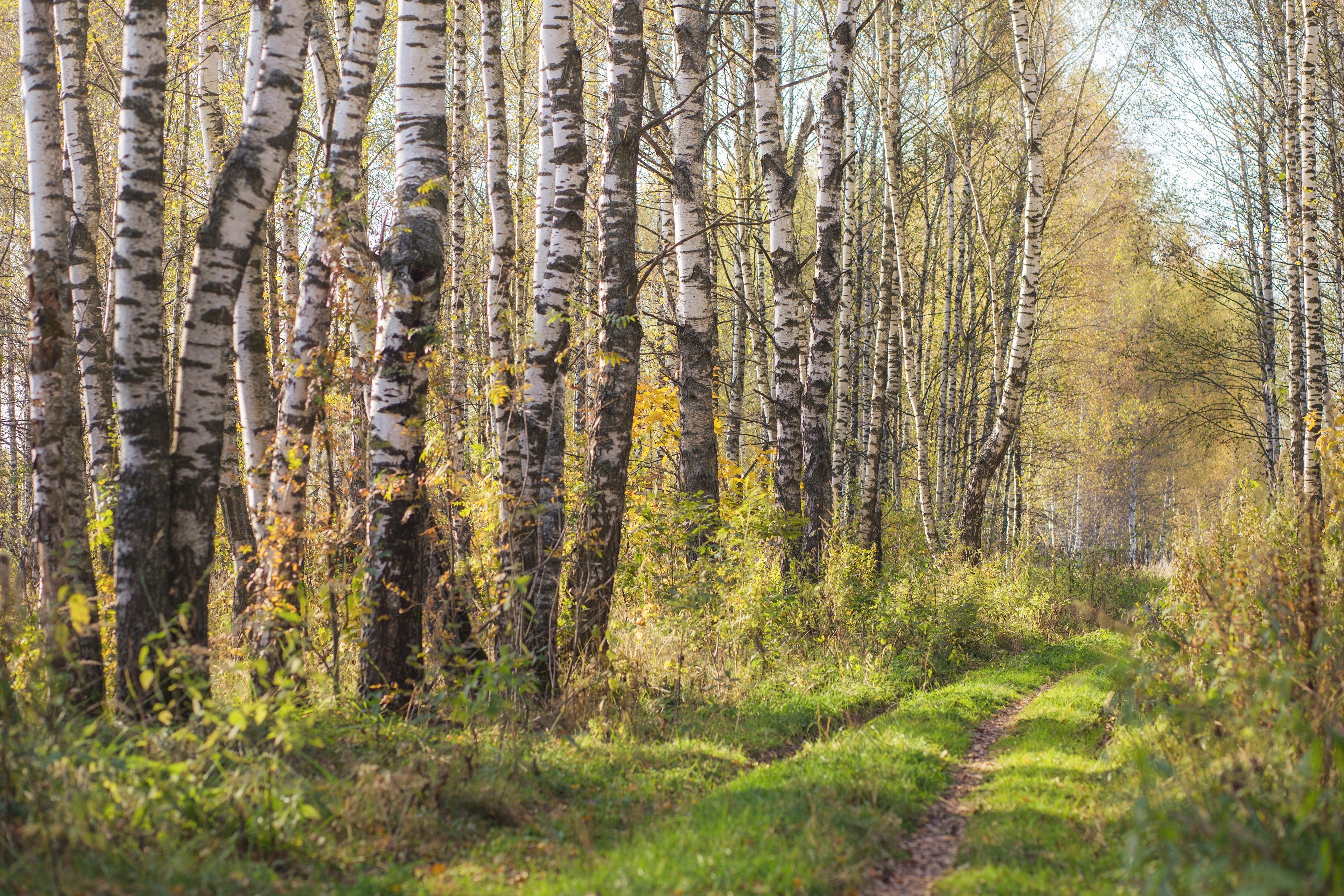 Birch Trees and Trail in Autumn Forest HD Wallpaper