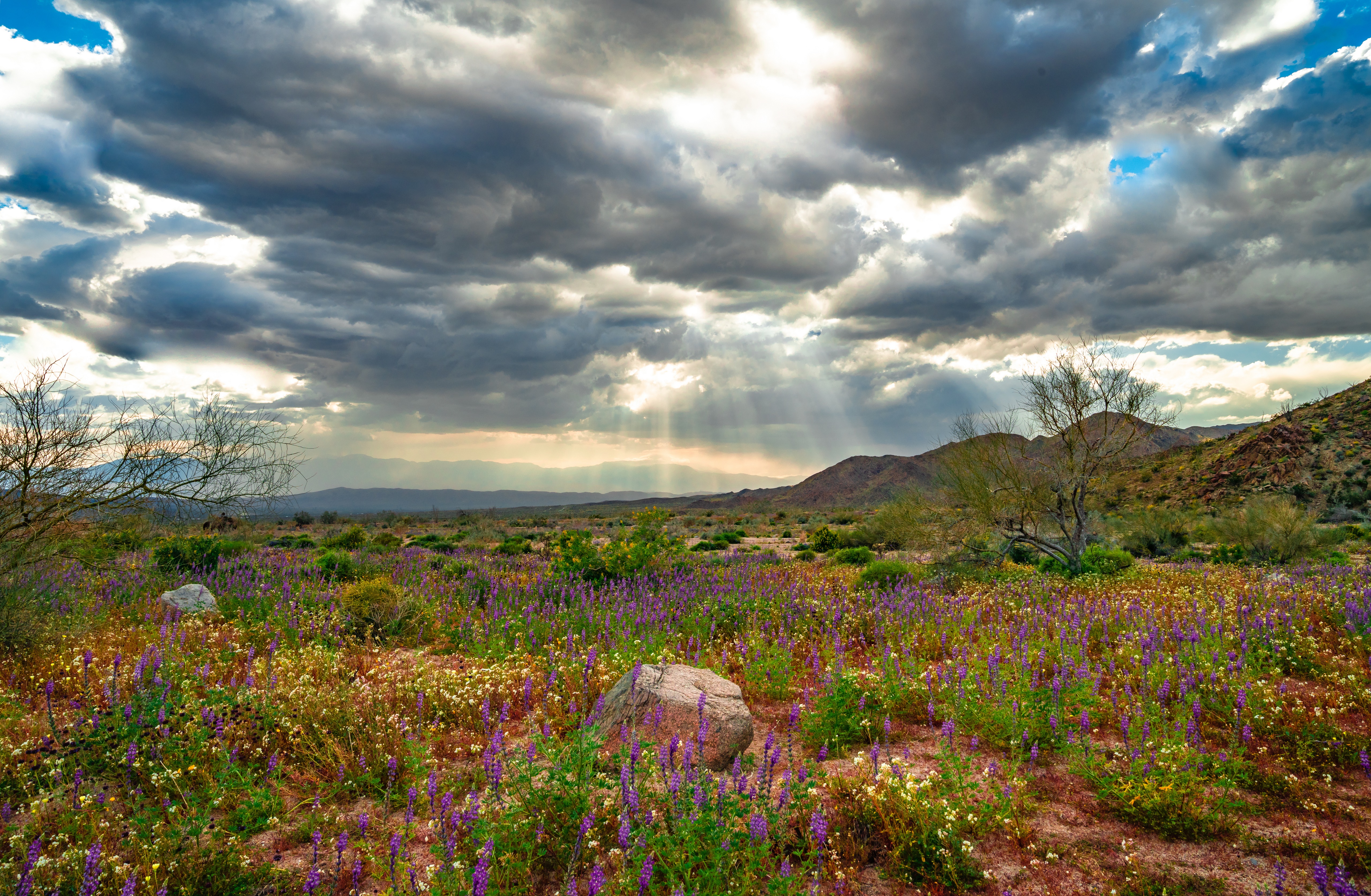 Joshua Tree National Park Wildflowers in Spring HD Wallpaper