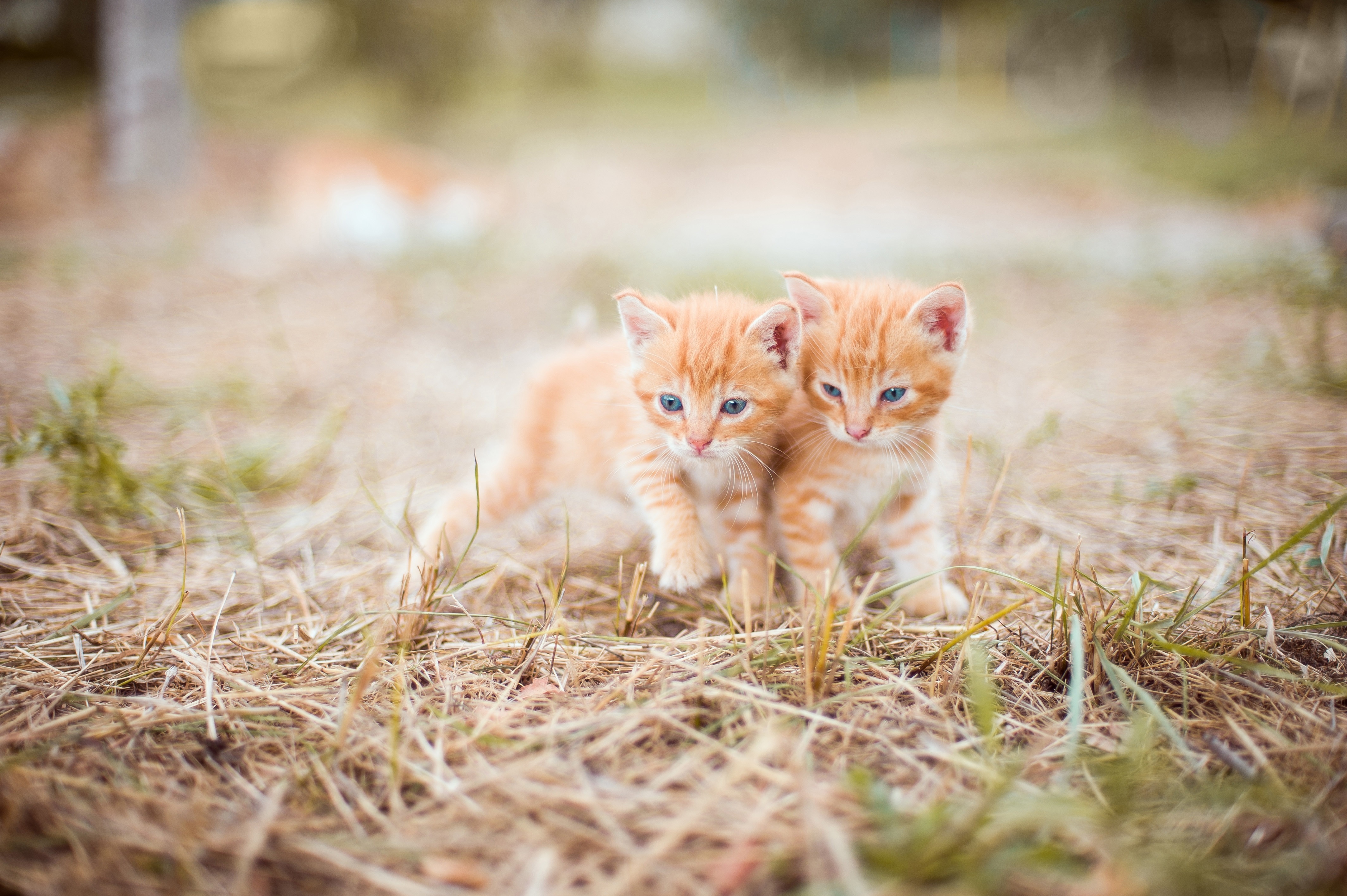 Two Ginger Kittens in Grass HD Wallpaper