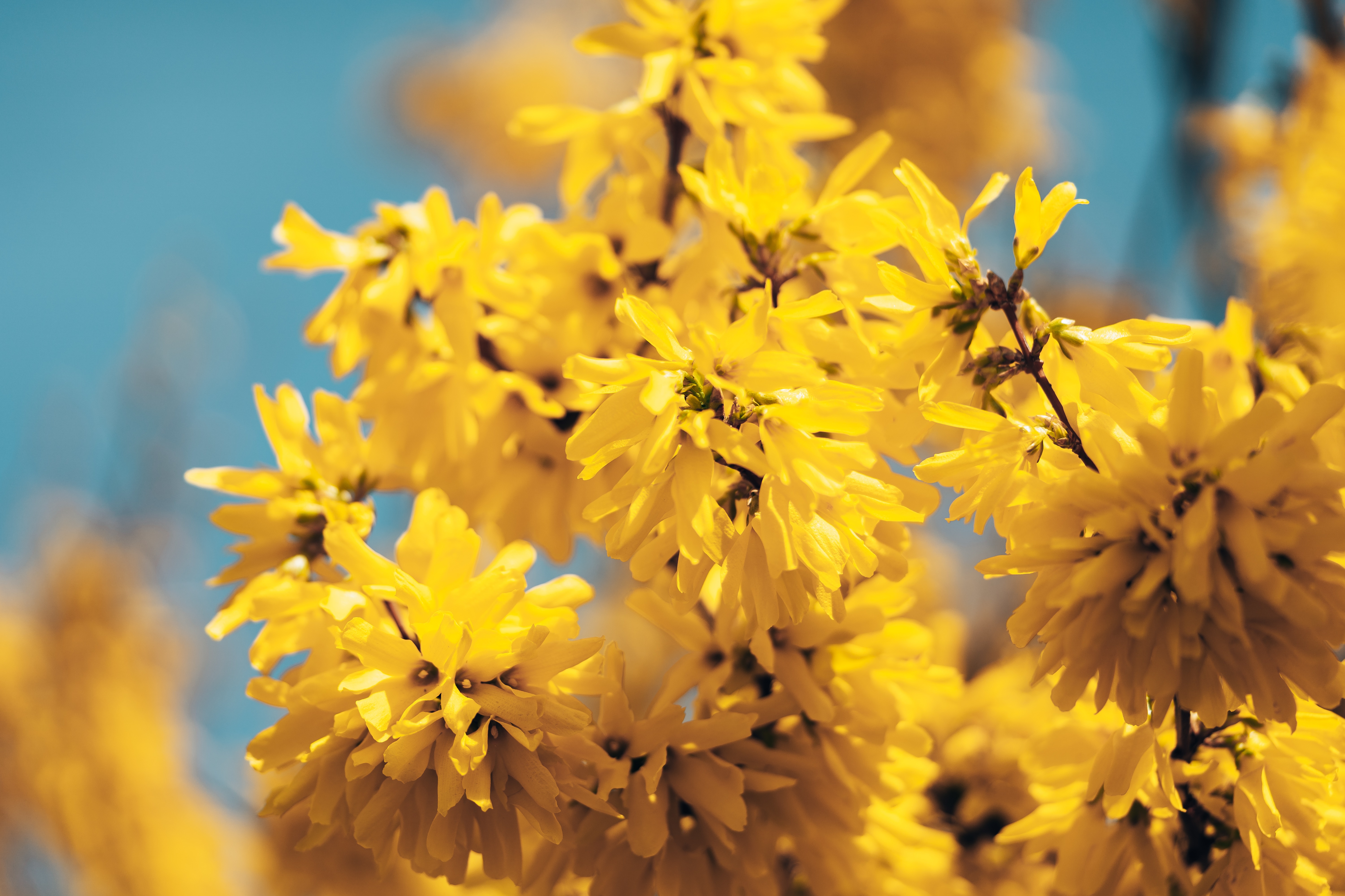 Yellow Forsythia Flowers on Branches HD Wallpaper