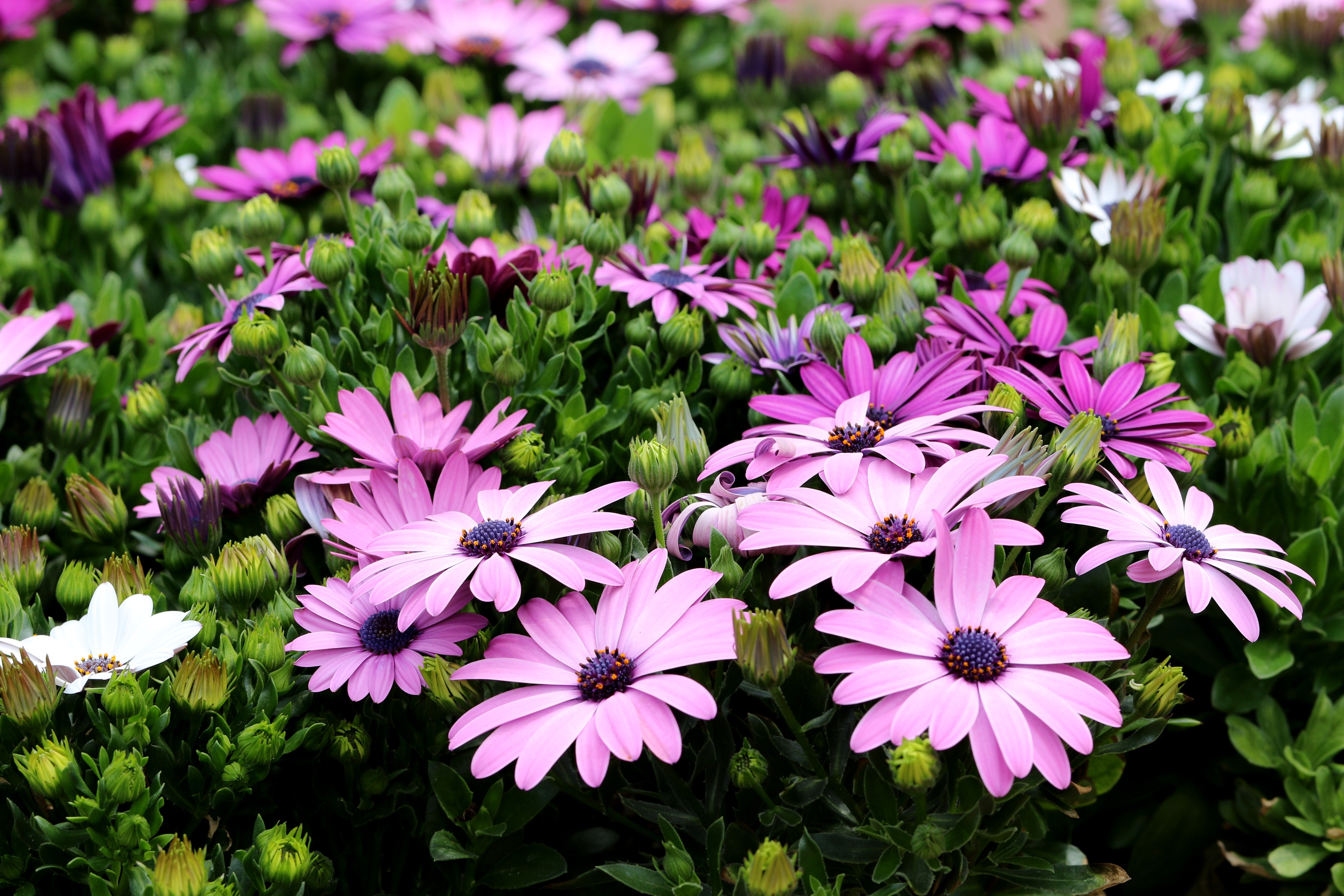 Many Violet Osteospermum Flowers HD Wallpaper