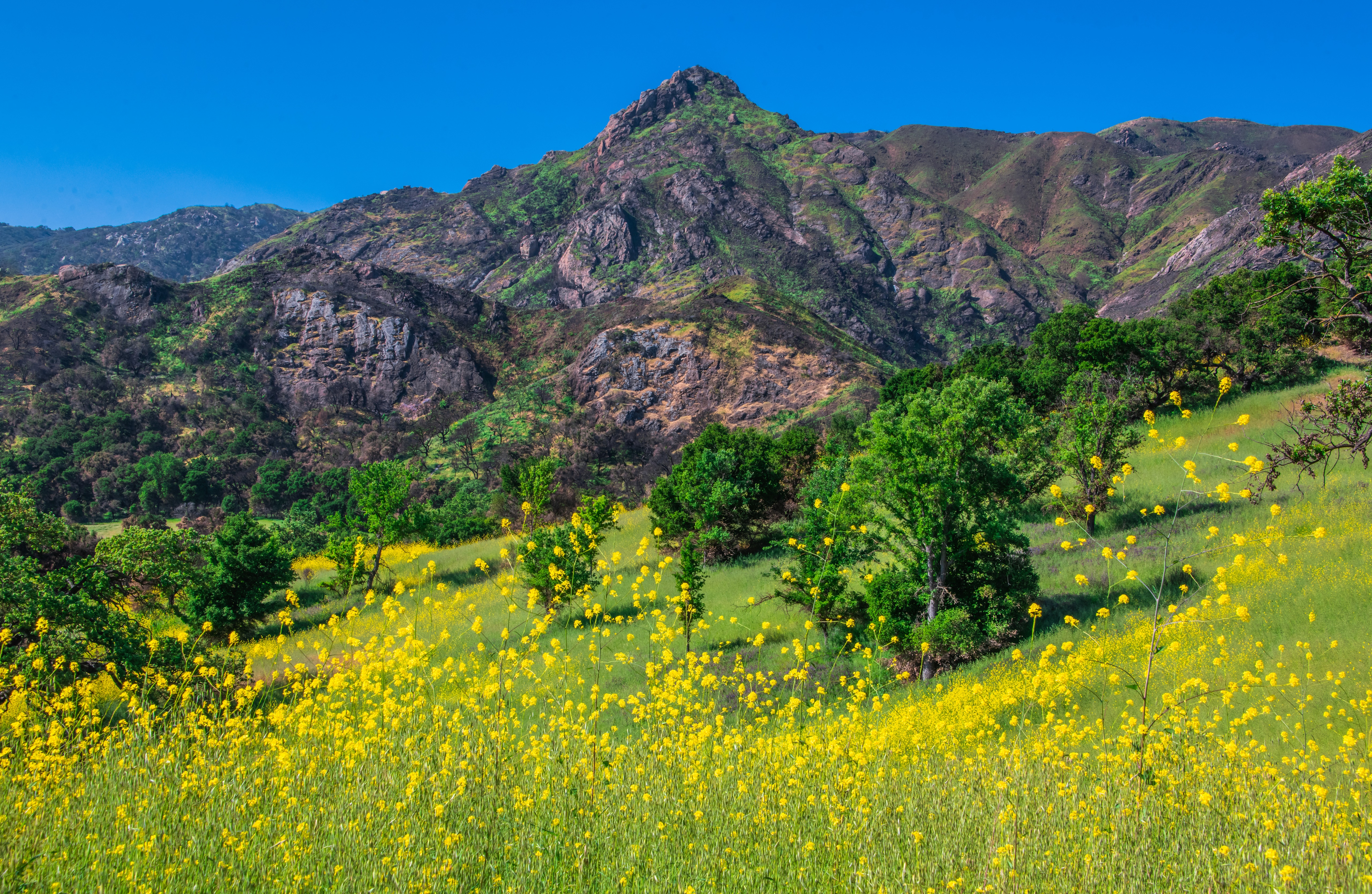 Yellow wildflowers in Malibu Creek State Park, California HD Wallpaper