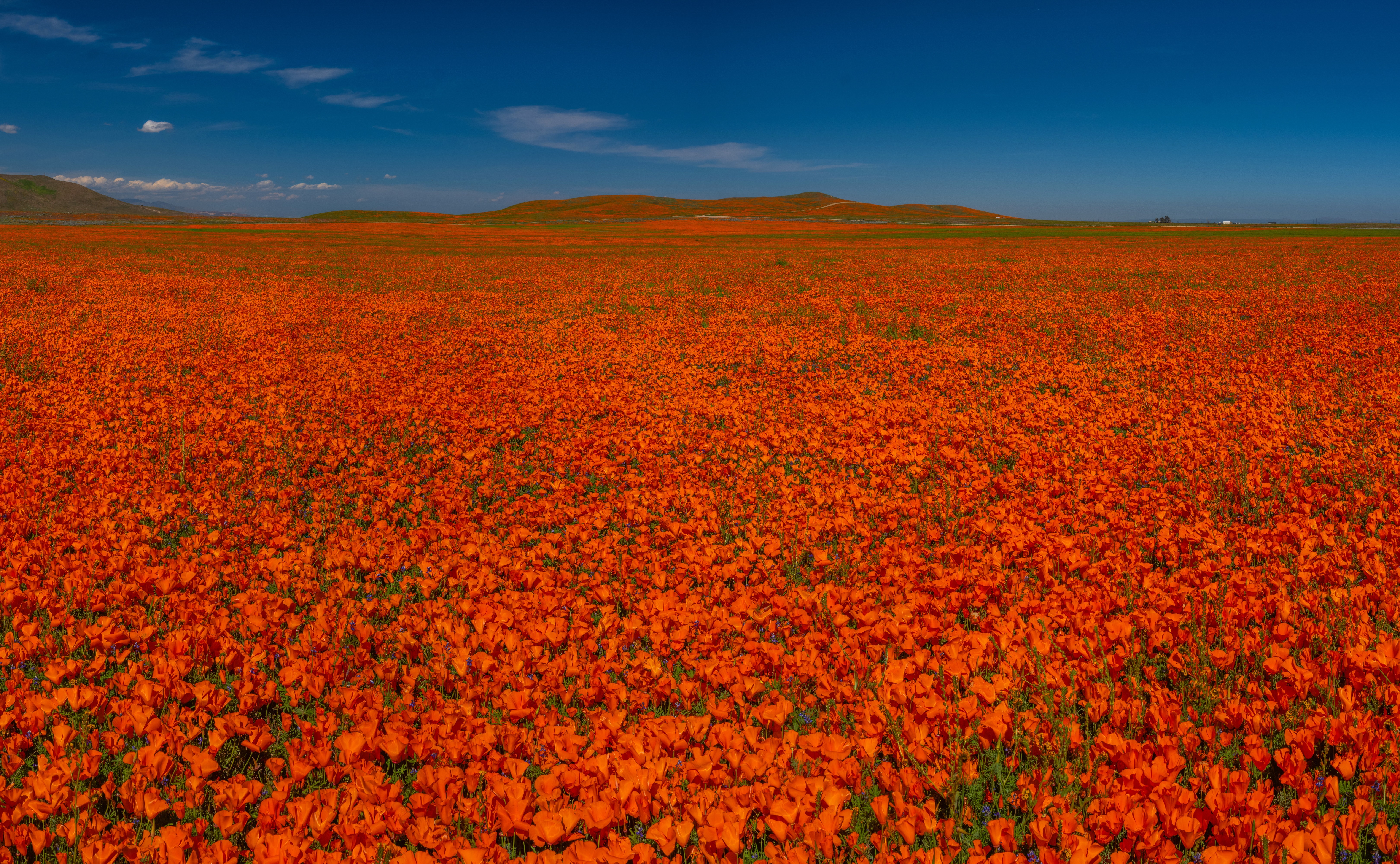 Field of Red Poppies Under a Blue Sky HD Wallpaper