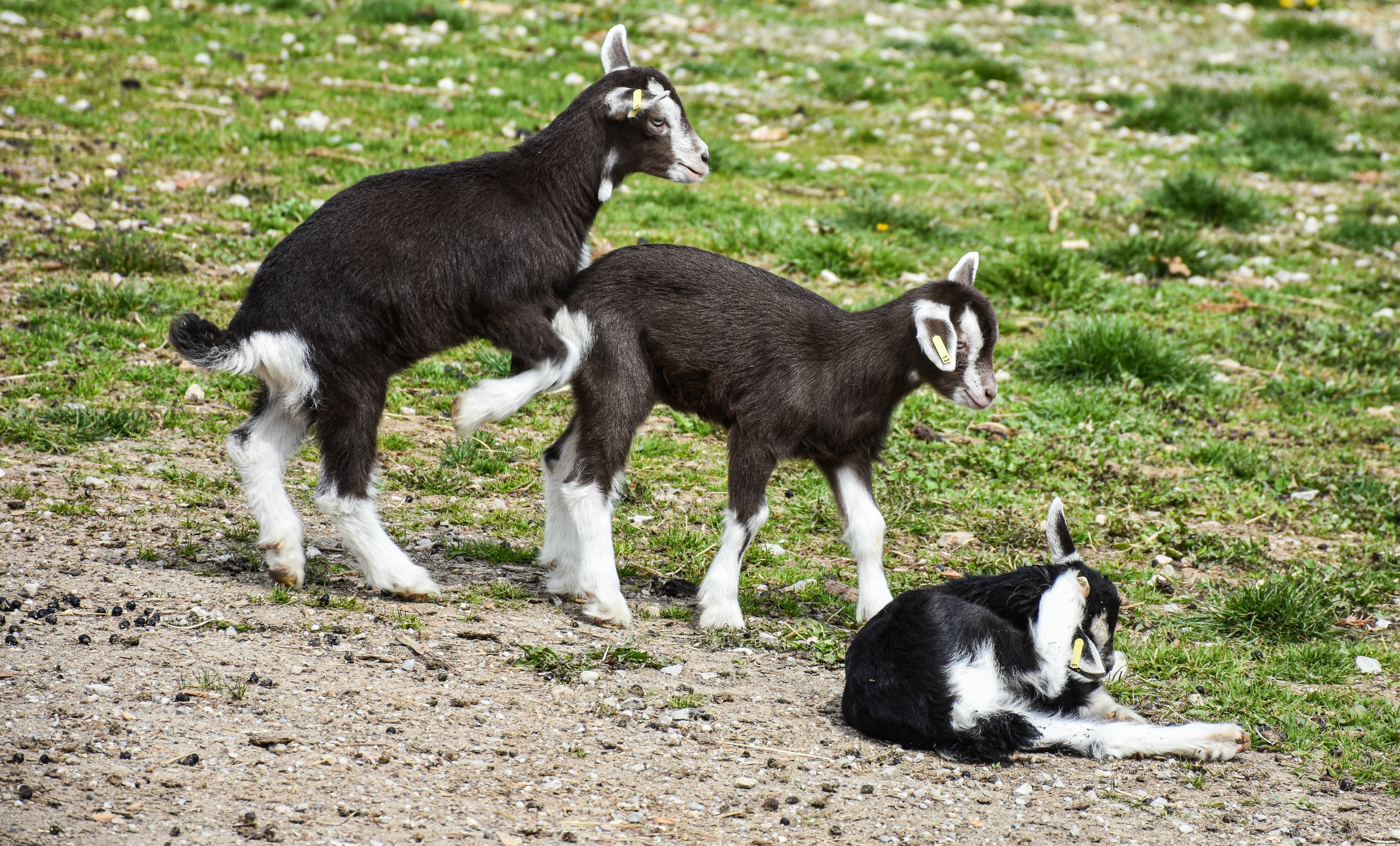 Three baby goats playing in the grass HD Wallpaper