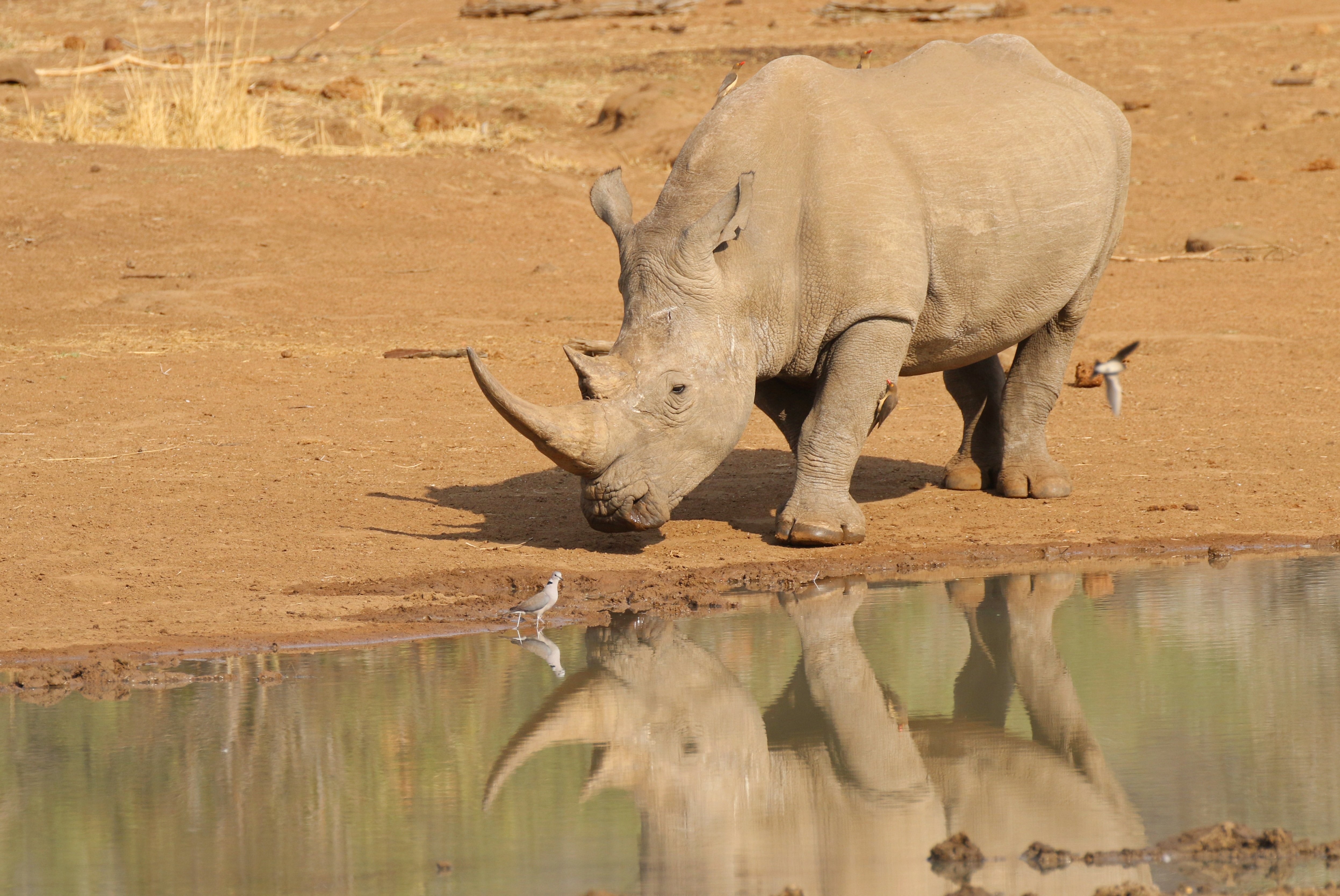4K Rhino at Waterhole with Reflection HD Wallpaper