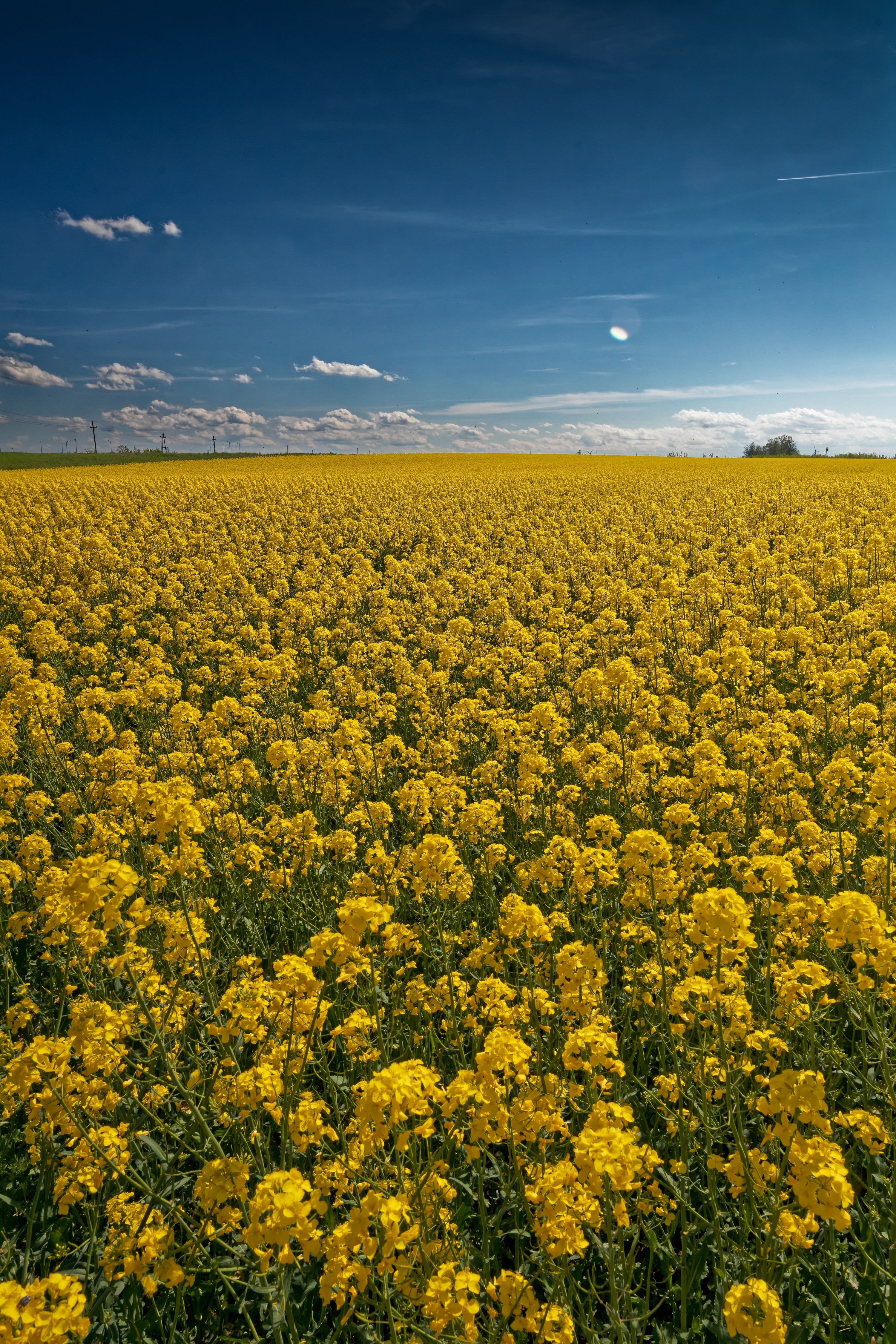 Field of yellow rapeseed flowers under a blue sky HD Phone Wallpaper