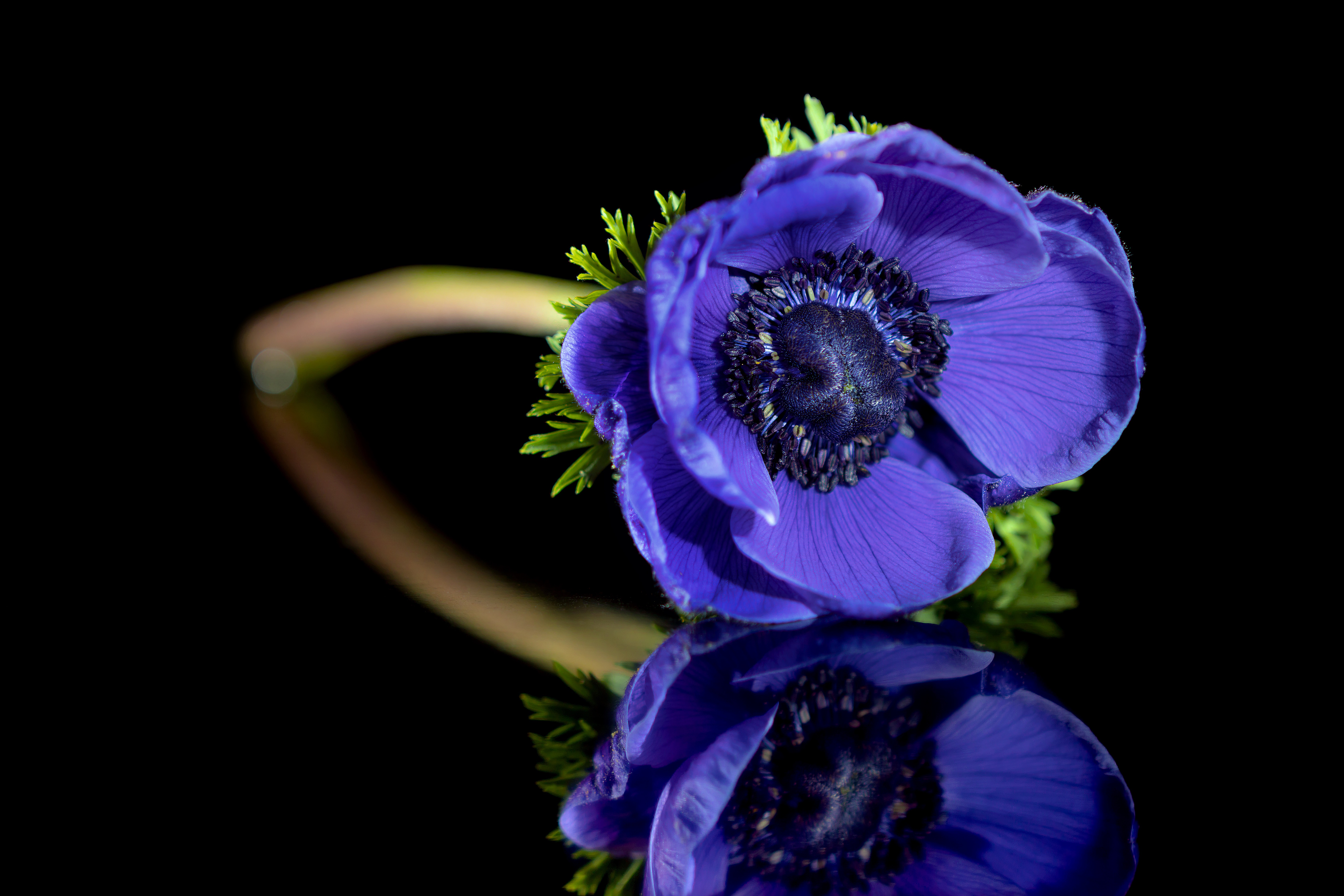 Blue Anemone Flower Reflection HD Wallpaper
