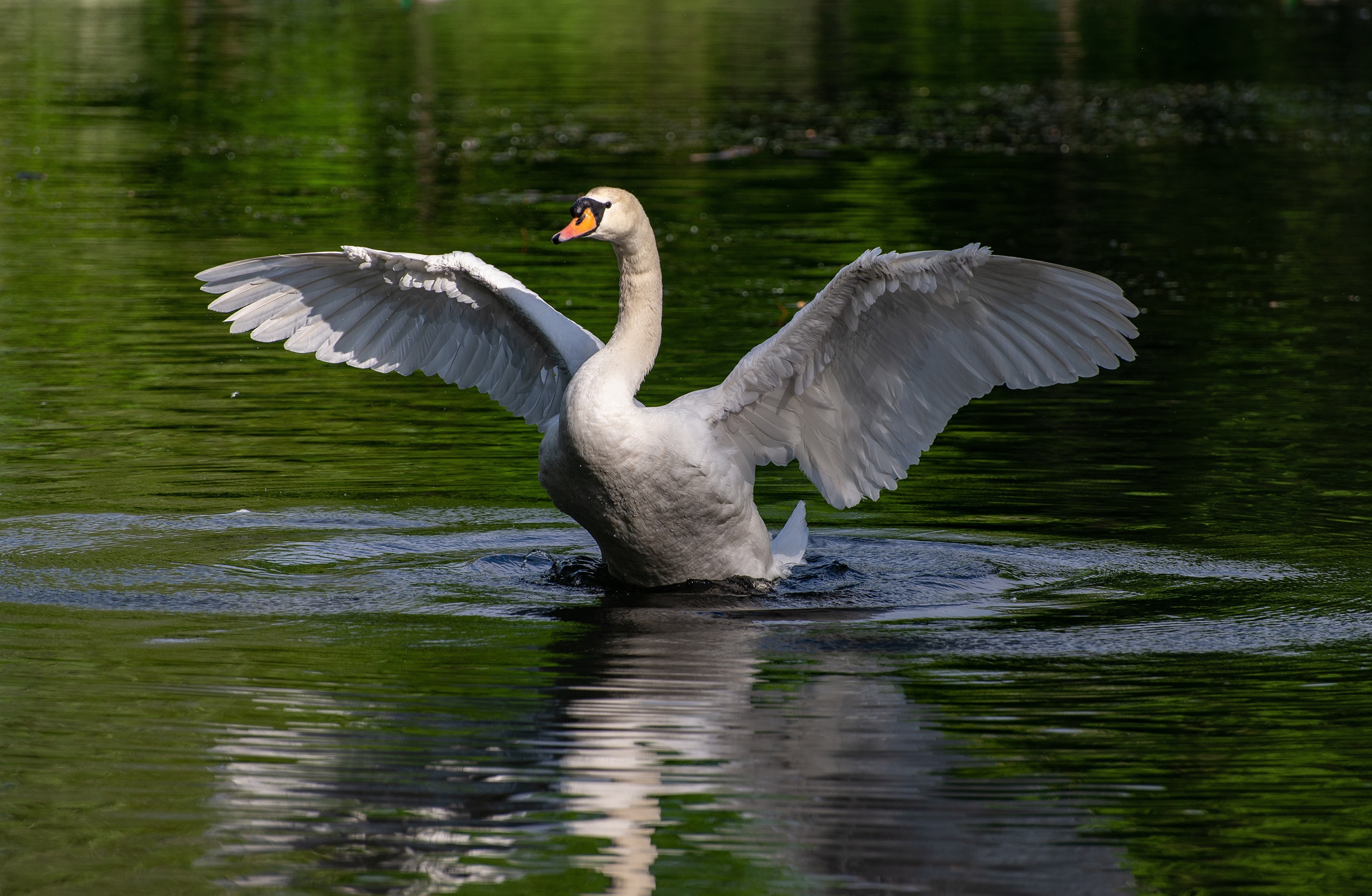Swan with Wings Spread in Water HD Wallpaper