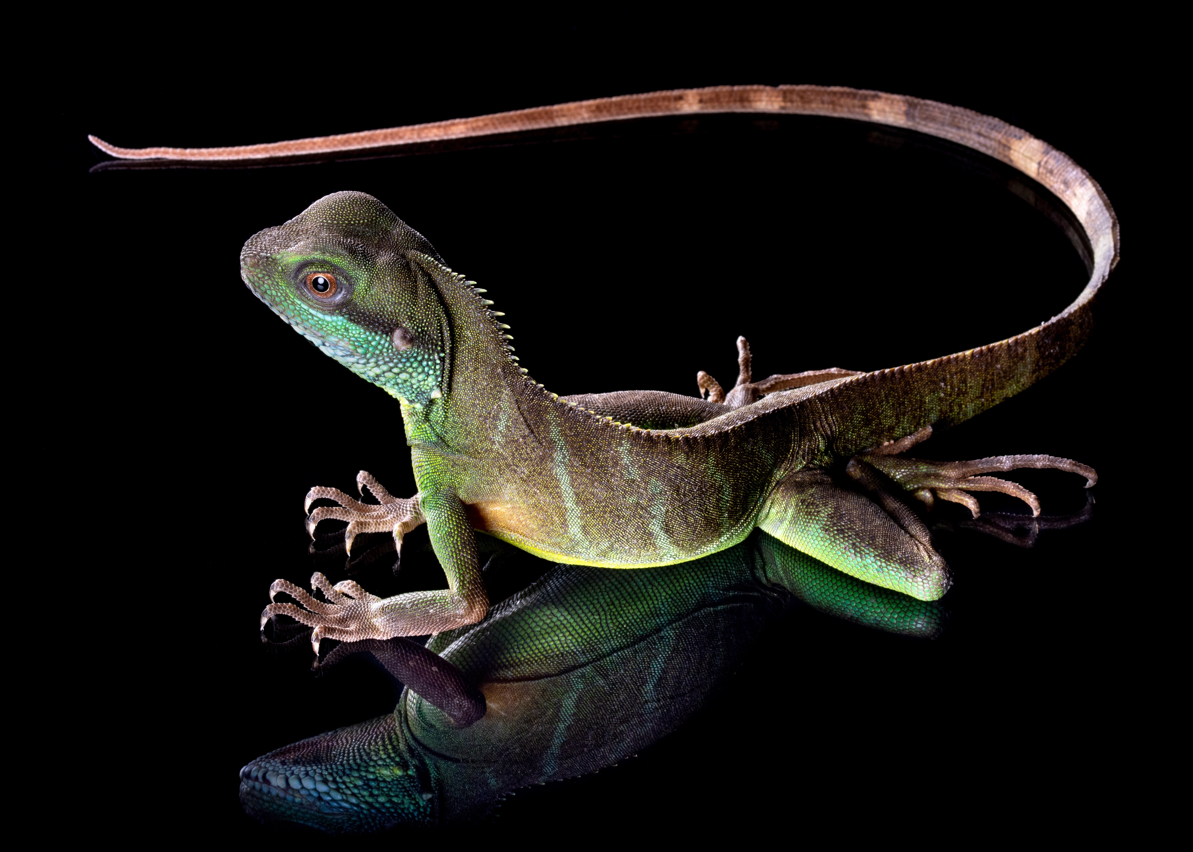 4K Chinese Water Dragon Lizard on Black Background HD Wallpaper