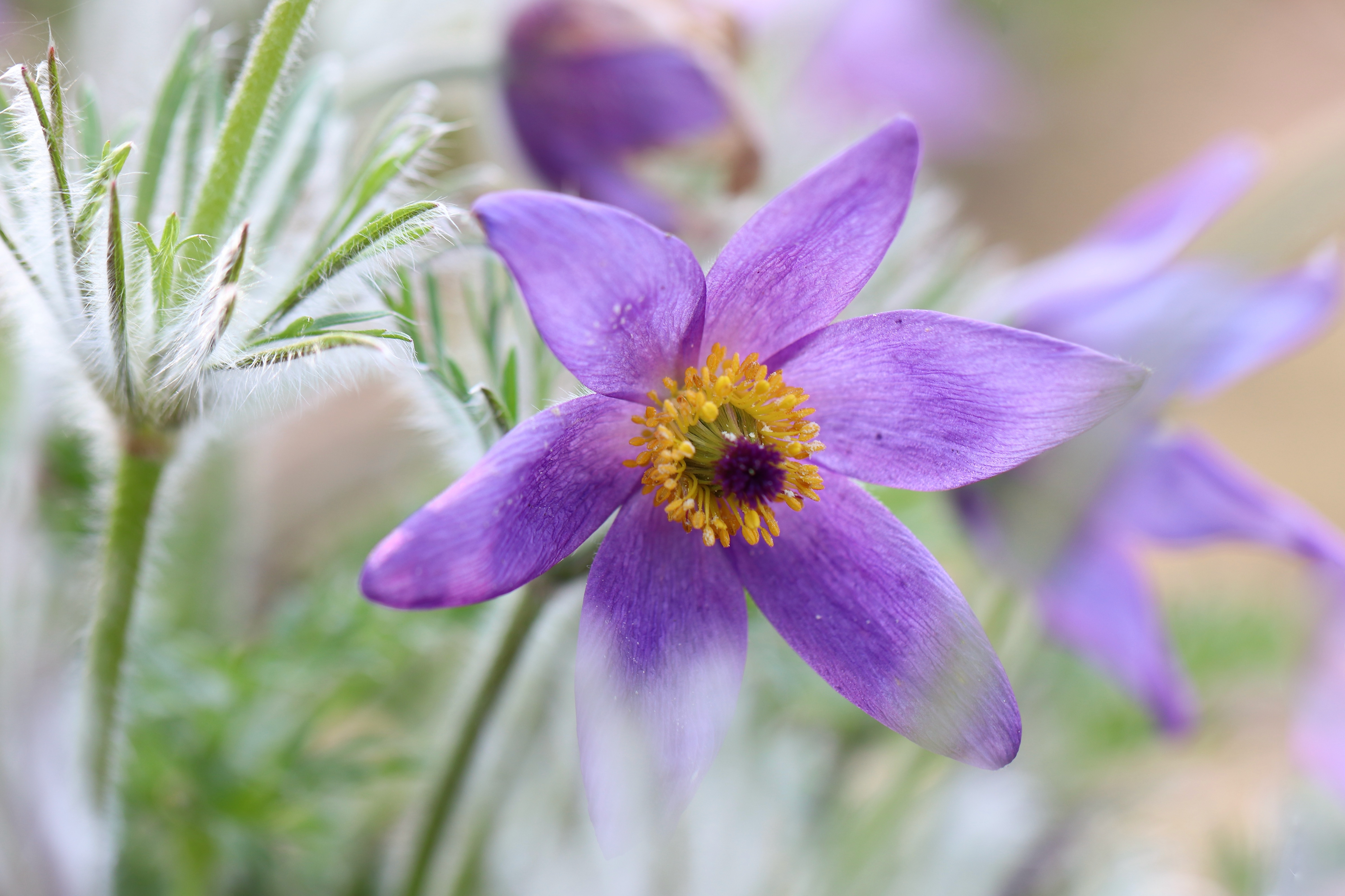 Purple Pulsatilla flower with bokeh HD Wallpaper