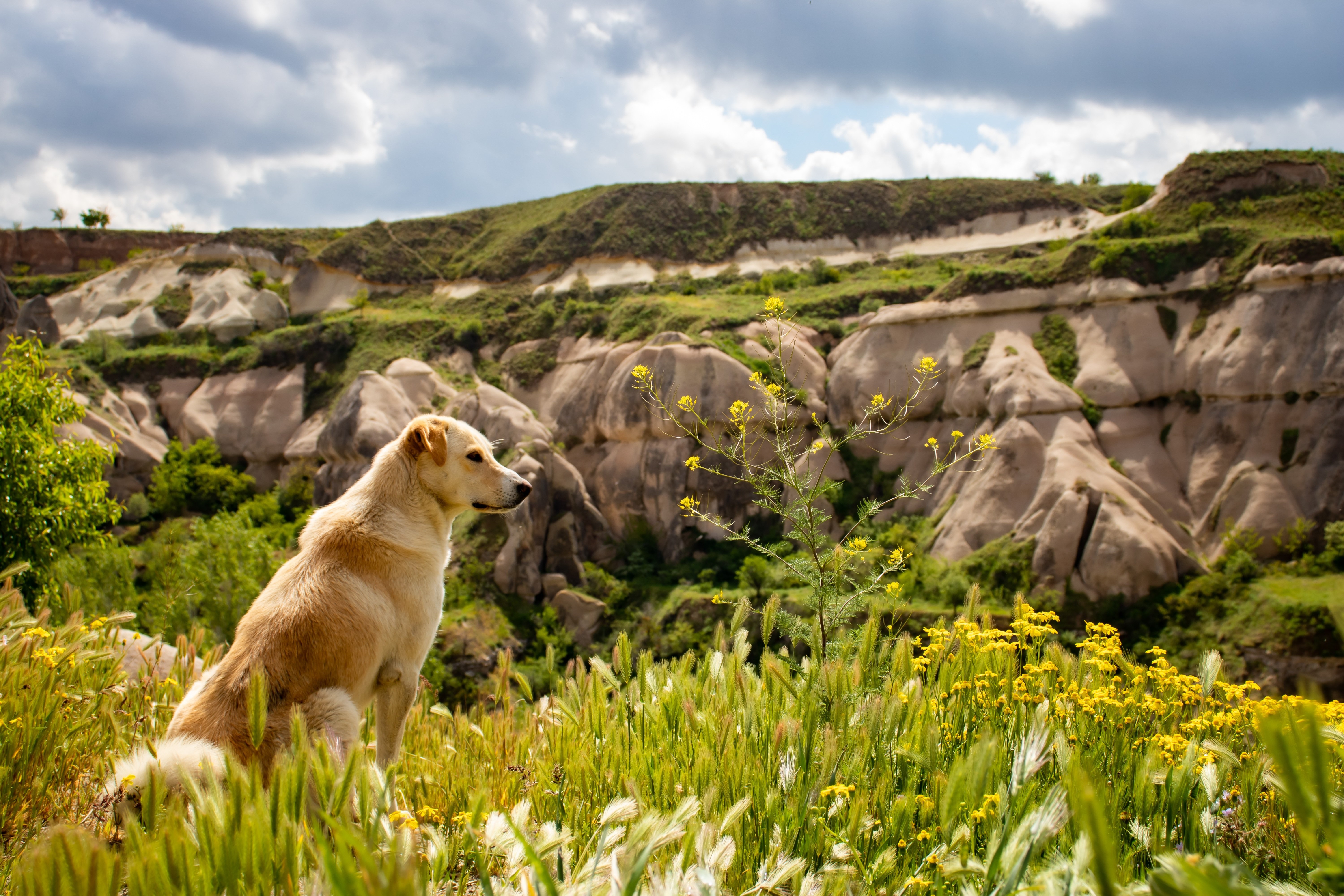 Dog sitting in a field with rocky hills HD Wallpaper
