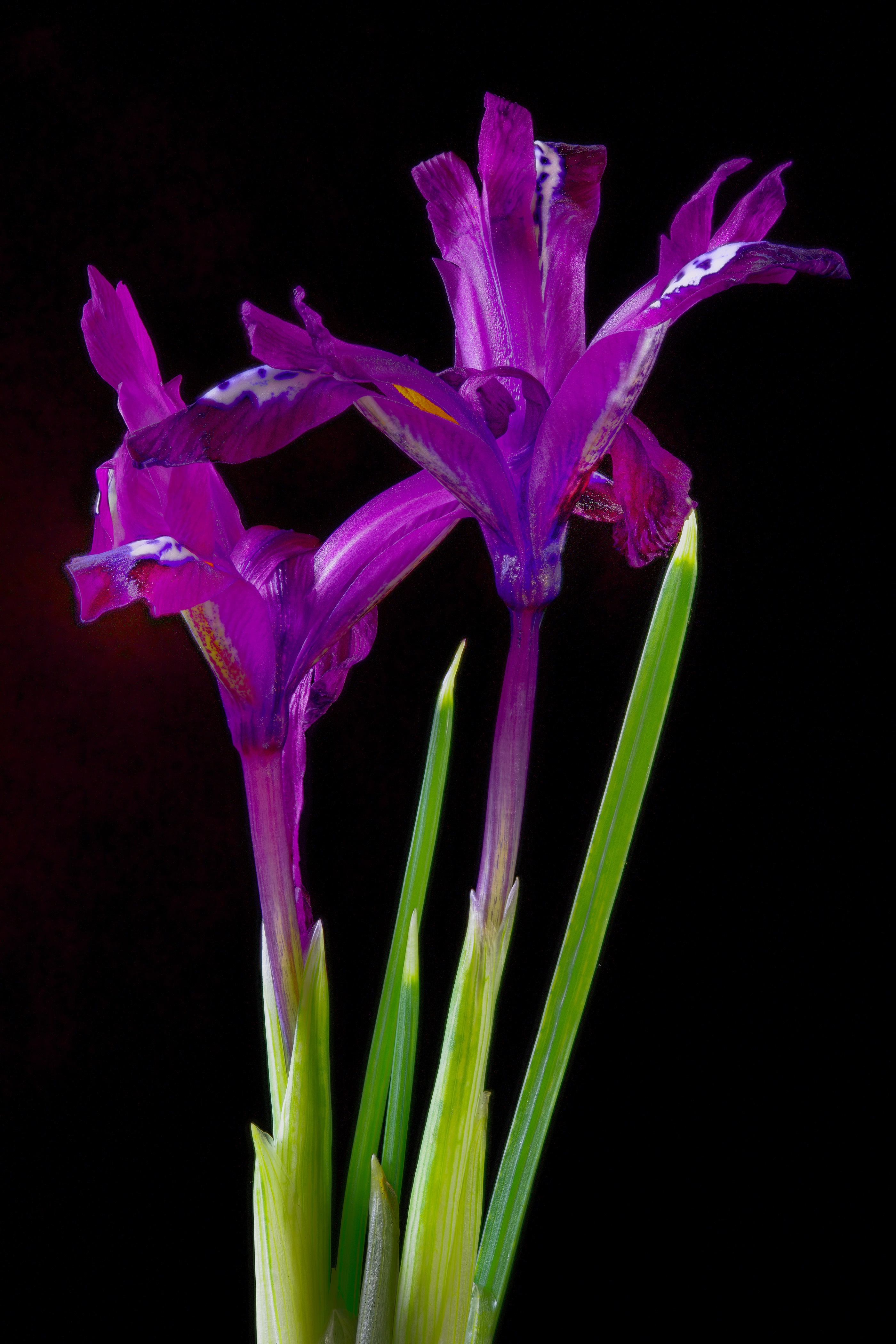 Two purple irises with green stems on black background HD Phone Wallpaper