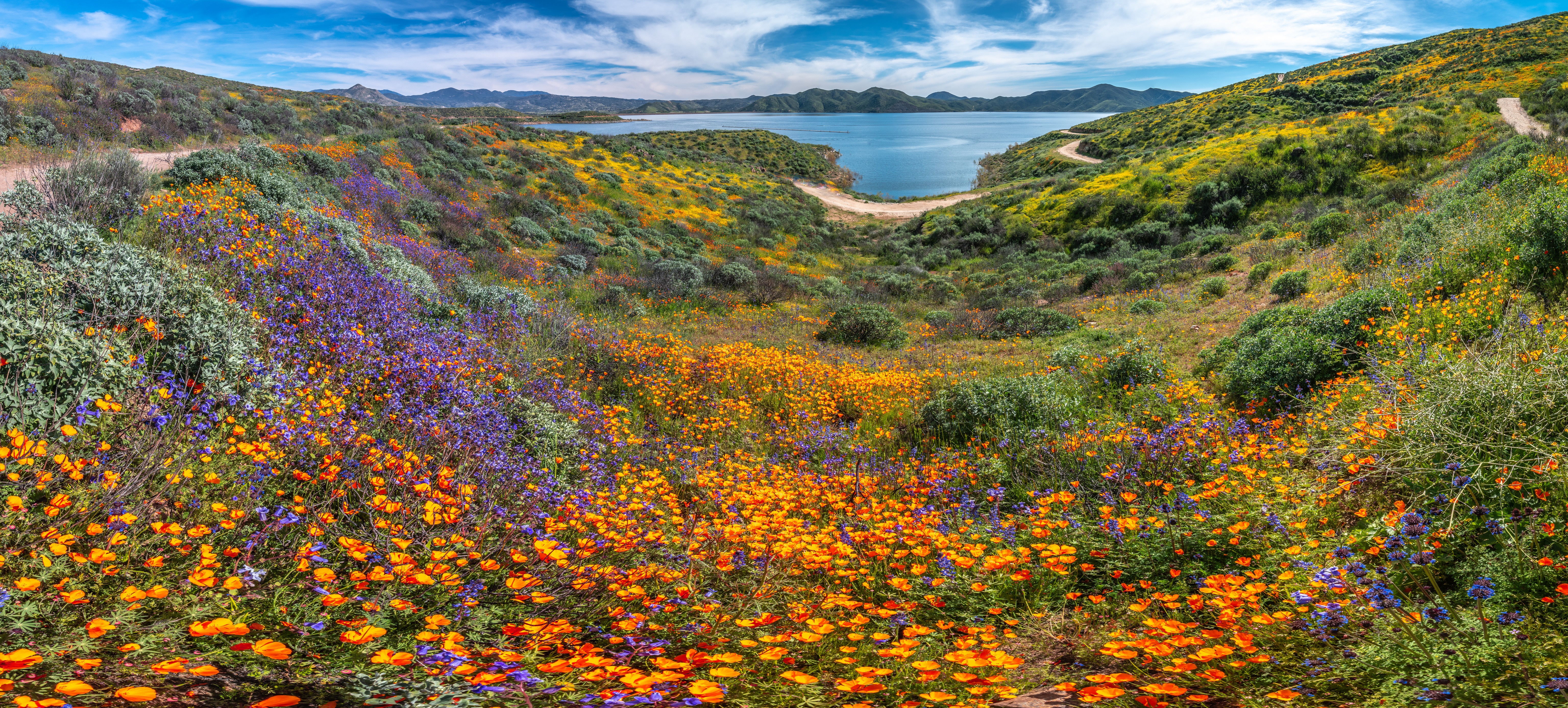 Diamond Valley Lake California Wildflowers Panorama HD Wallpaper
