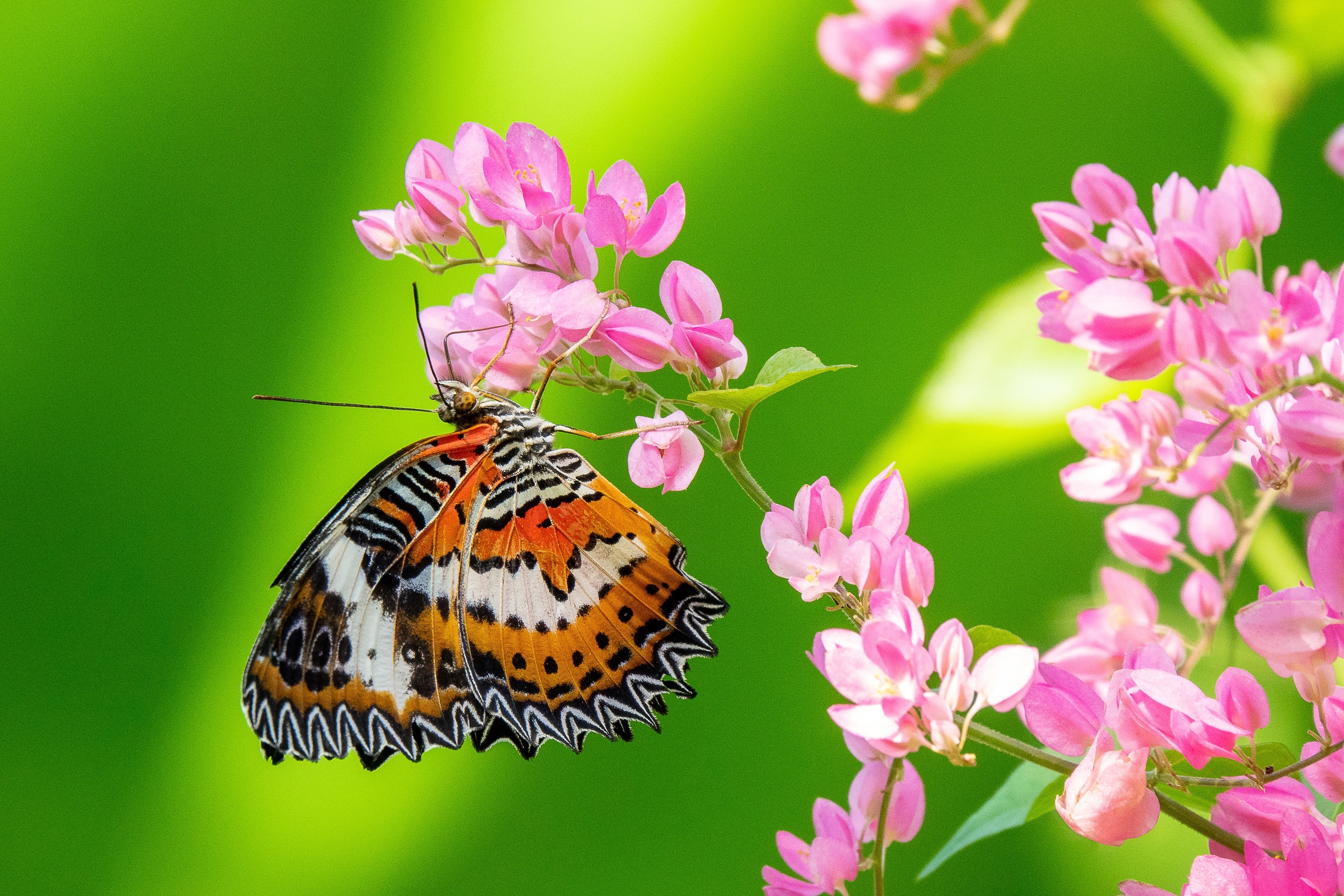 Leopard Lacewing butterfly on pink flowers HD Wallpaper