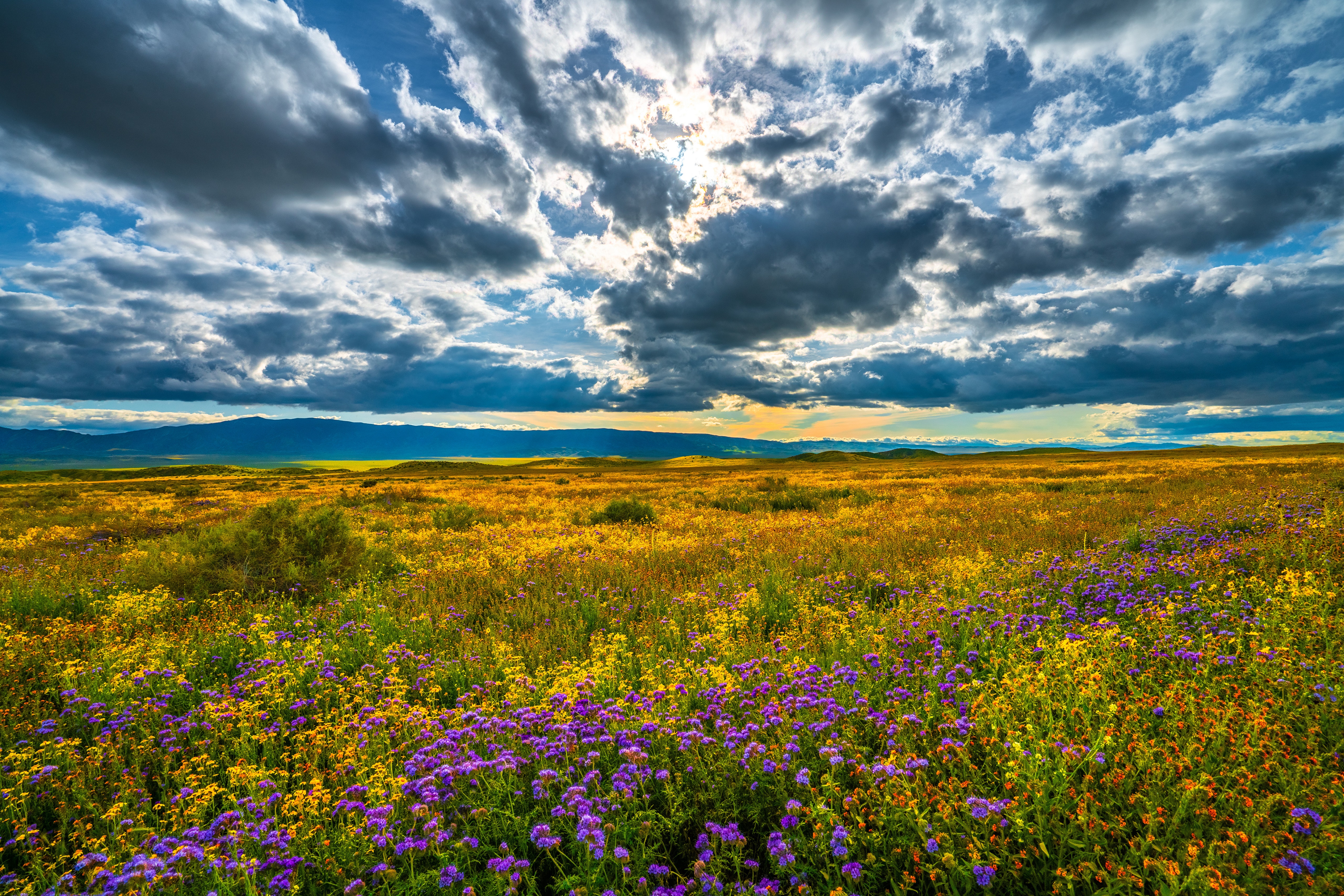 Carrizo Plain National Monument Grasslands with Wildflowers and Clouds HD Wallpaper